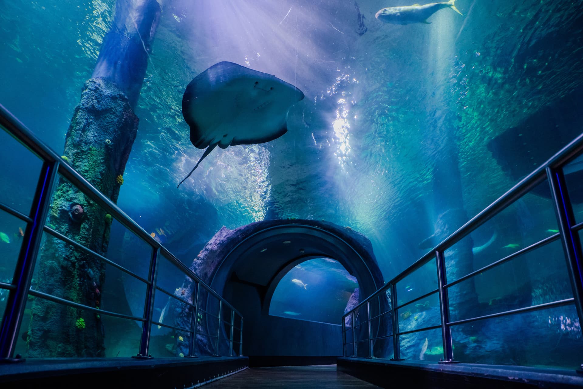COMBO: Melbourne Skydeck + SEA LIFE Melbourne Aquarium Tickets - تصویر 7
