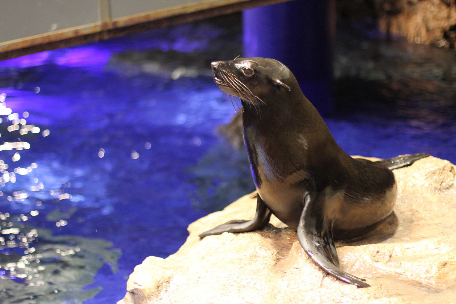 Sumida Aquarium Ticket - تصویر 12