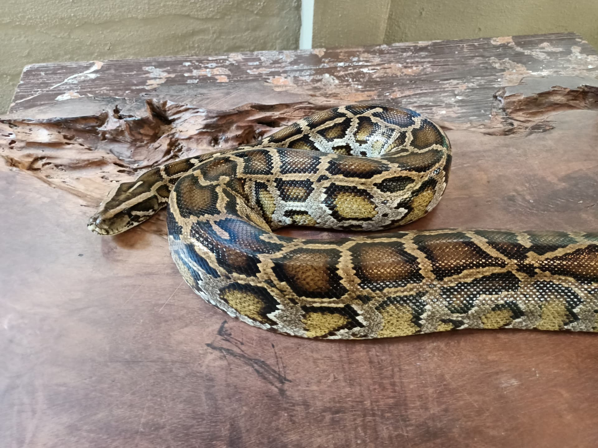 Langkawi Wildlife Park - تصویر 6