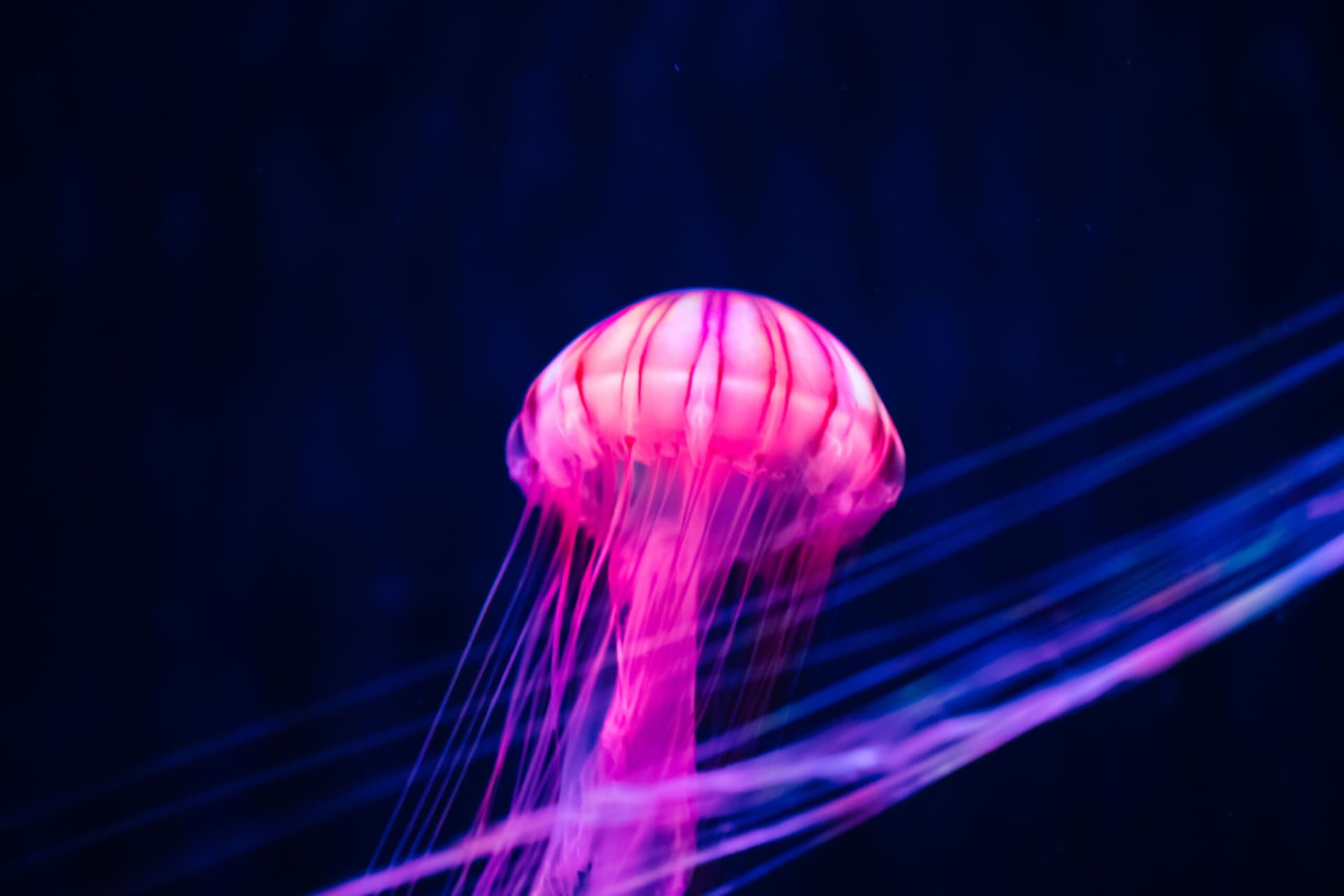 Sumida Aquarium Ticket - تصویر 13