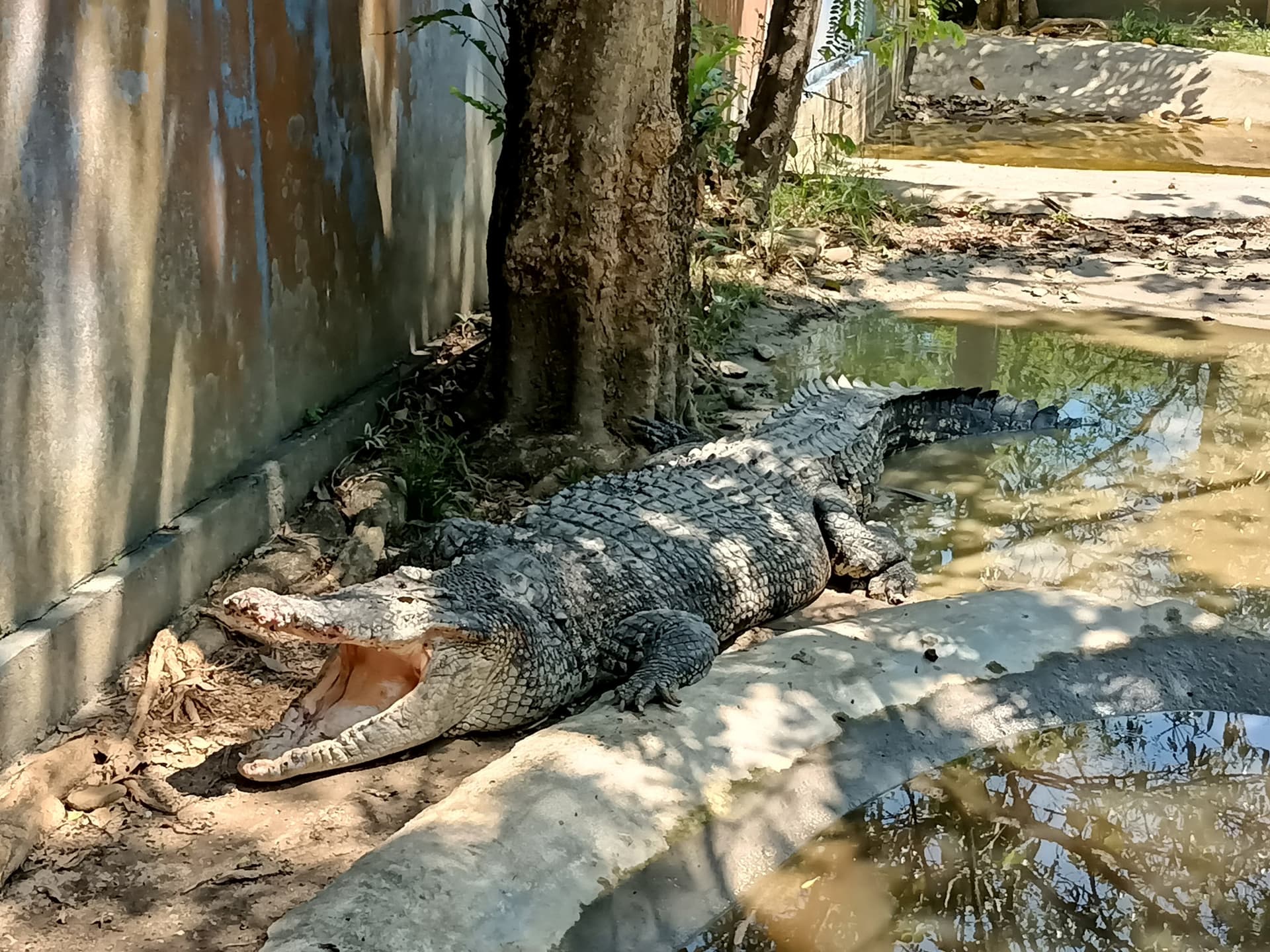 Langkawi Wildlife Park - تصویر 2