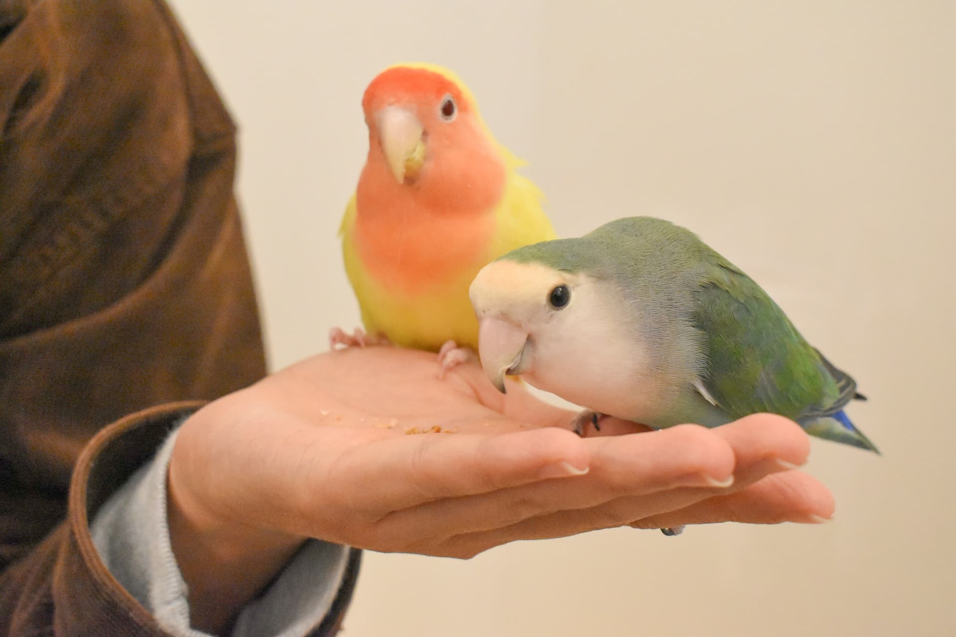 Moff Animal Cafe Lalaport Fukuoka Ticket - تصویر 2
