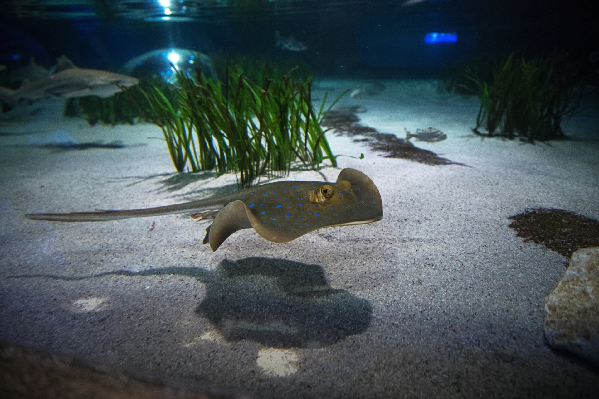 SEA LIFE Oberhausen Aquarium Ticket - تصویر 11