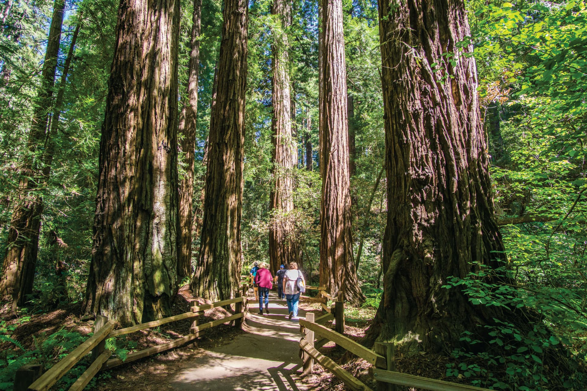 Muir Woods & Sausalito Half-Day Tour - تصویر اصلی