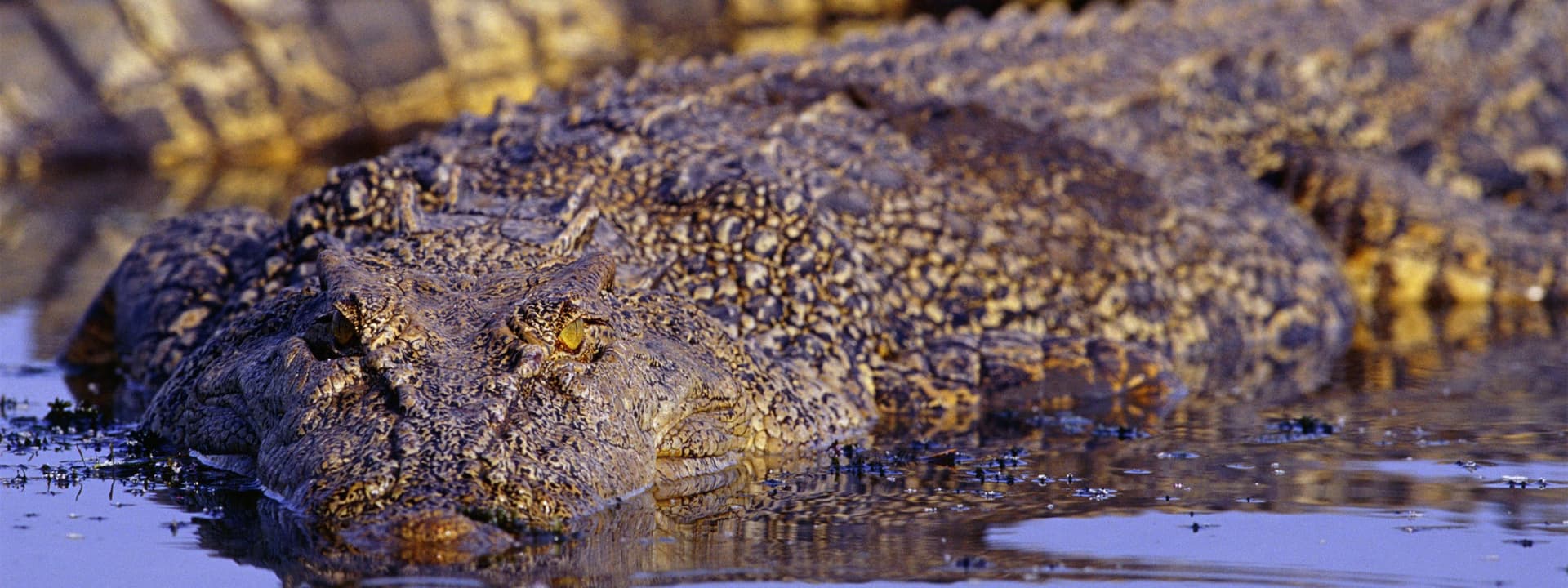 Adelaide River Jumping Crocs Cruise from Darwin - تصویر 5