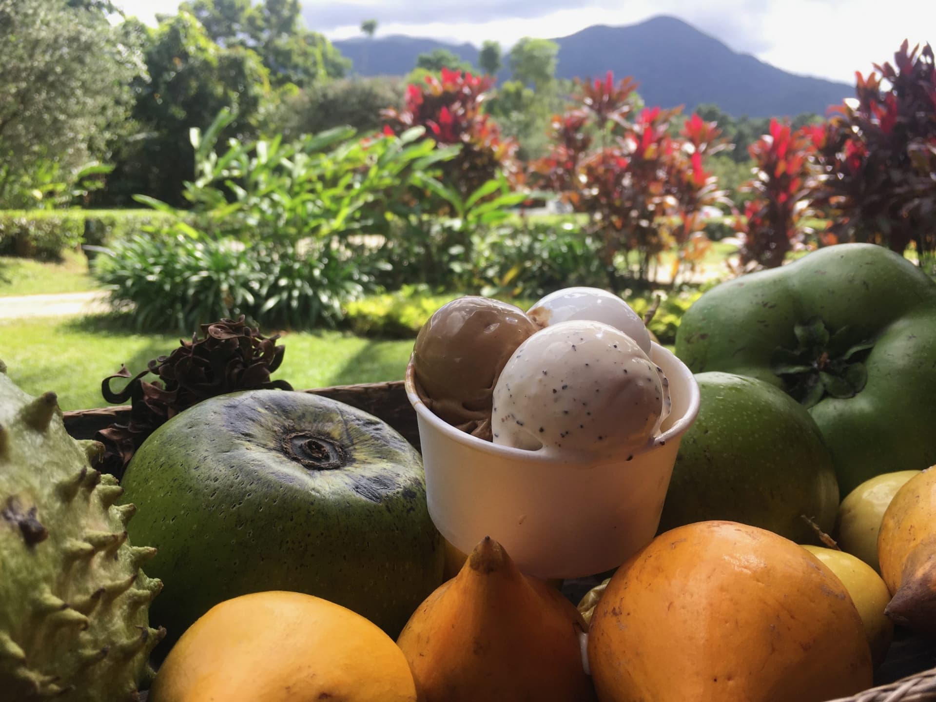 Cape Tribulation and Daintree Wilderness Full-Day Tour - تصویر 7