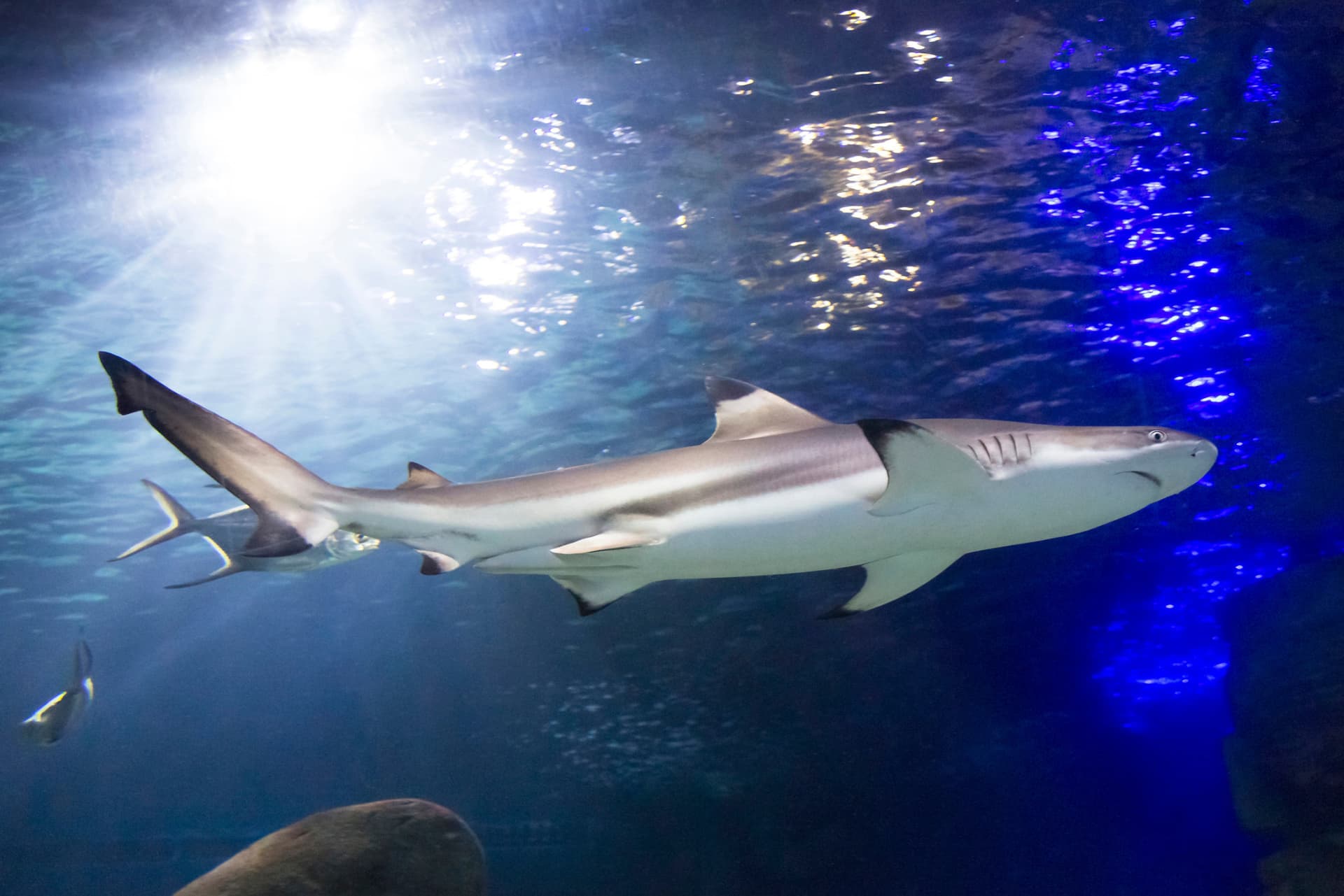SEA LIFE Munich Aquarium Ticket - تصویر 5
