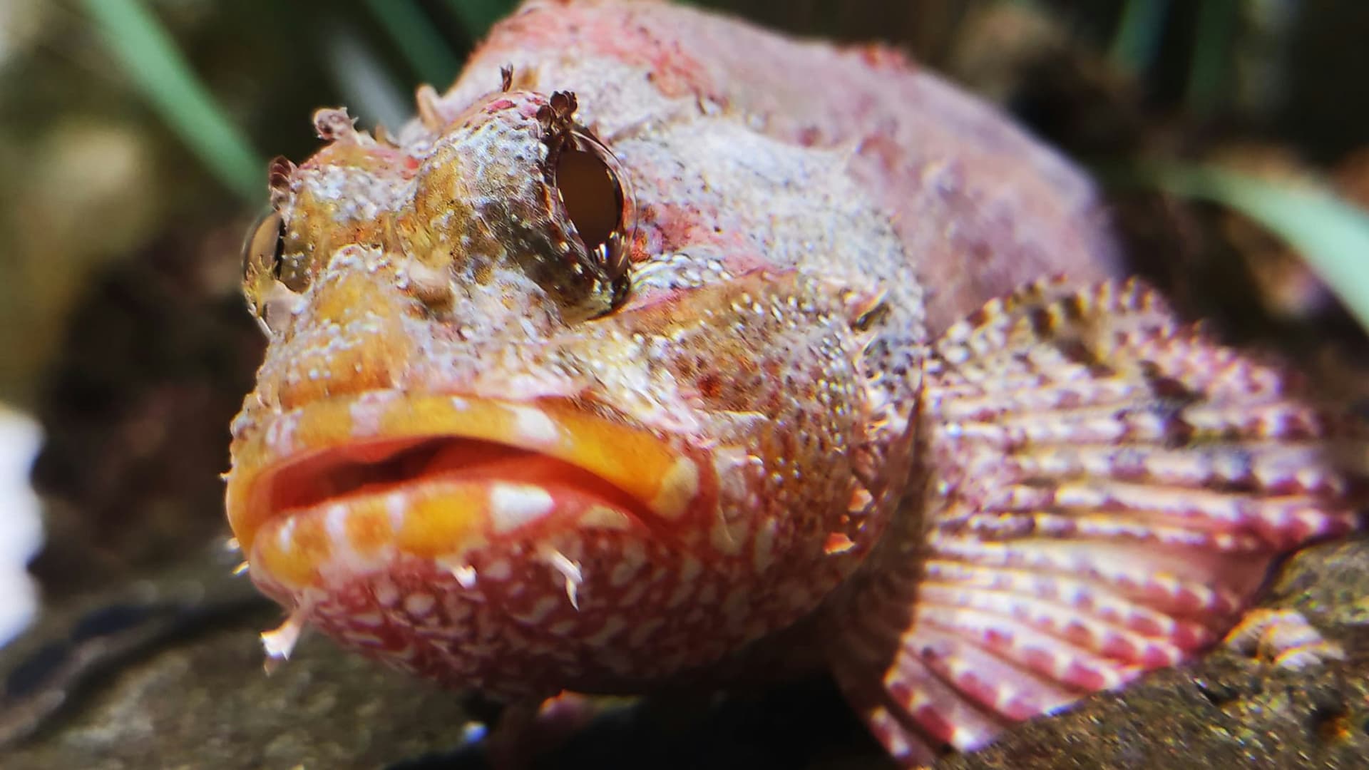 Lanzarote Aquarium Ticket - تصویر 8