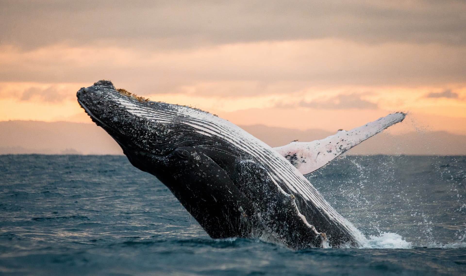 Go City San Diego Explorer Pass: Save up to 50% on Attractions - تصویر 2