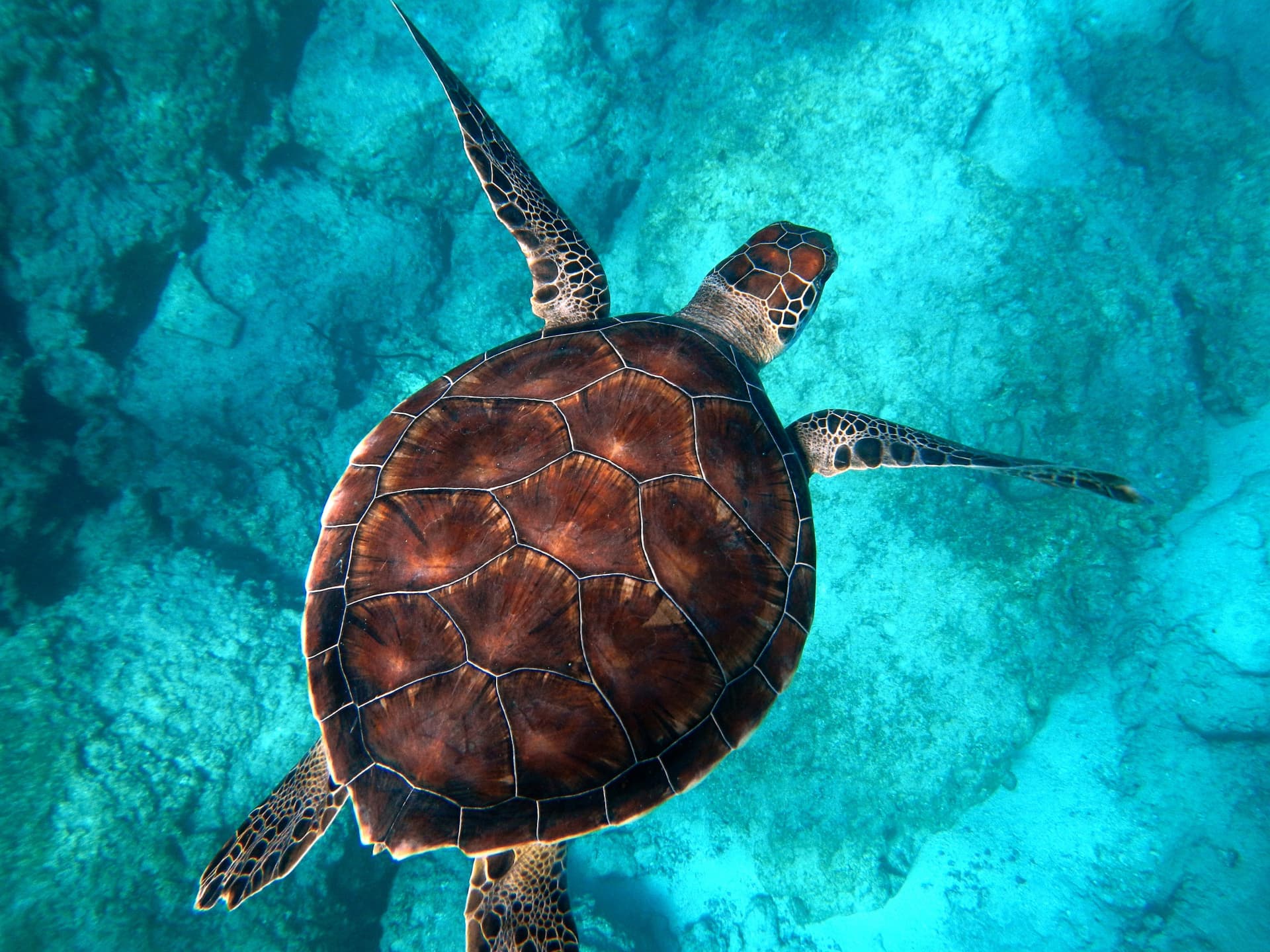Tangalooma Wrecks & Dolphin Cruise Optional Round transfer from Brisbane City and Gold Coast - تصویر 7