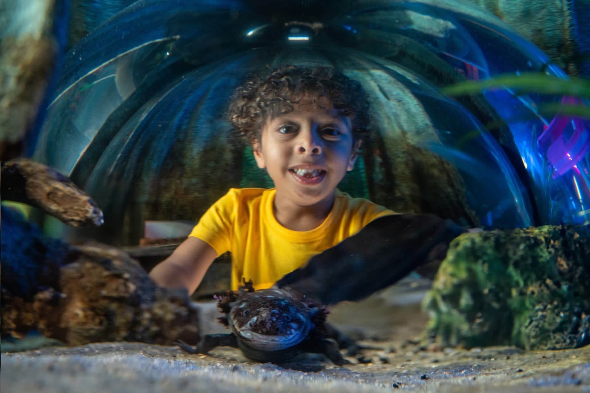 SEA LIFE Orlando Aquarium Ticket - تصویر 4