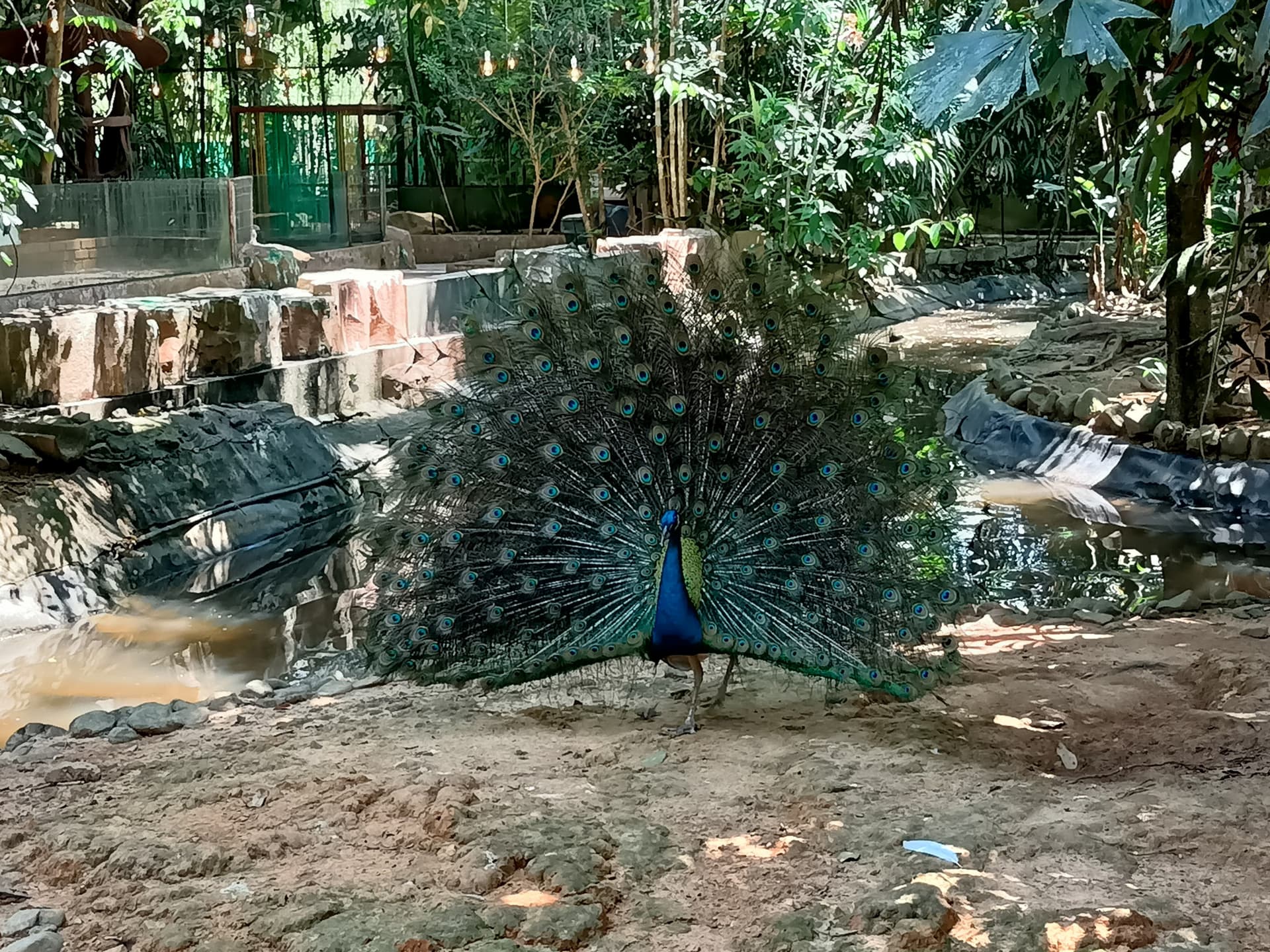 Langkawi Wildlife Park - تصویر 17