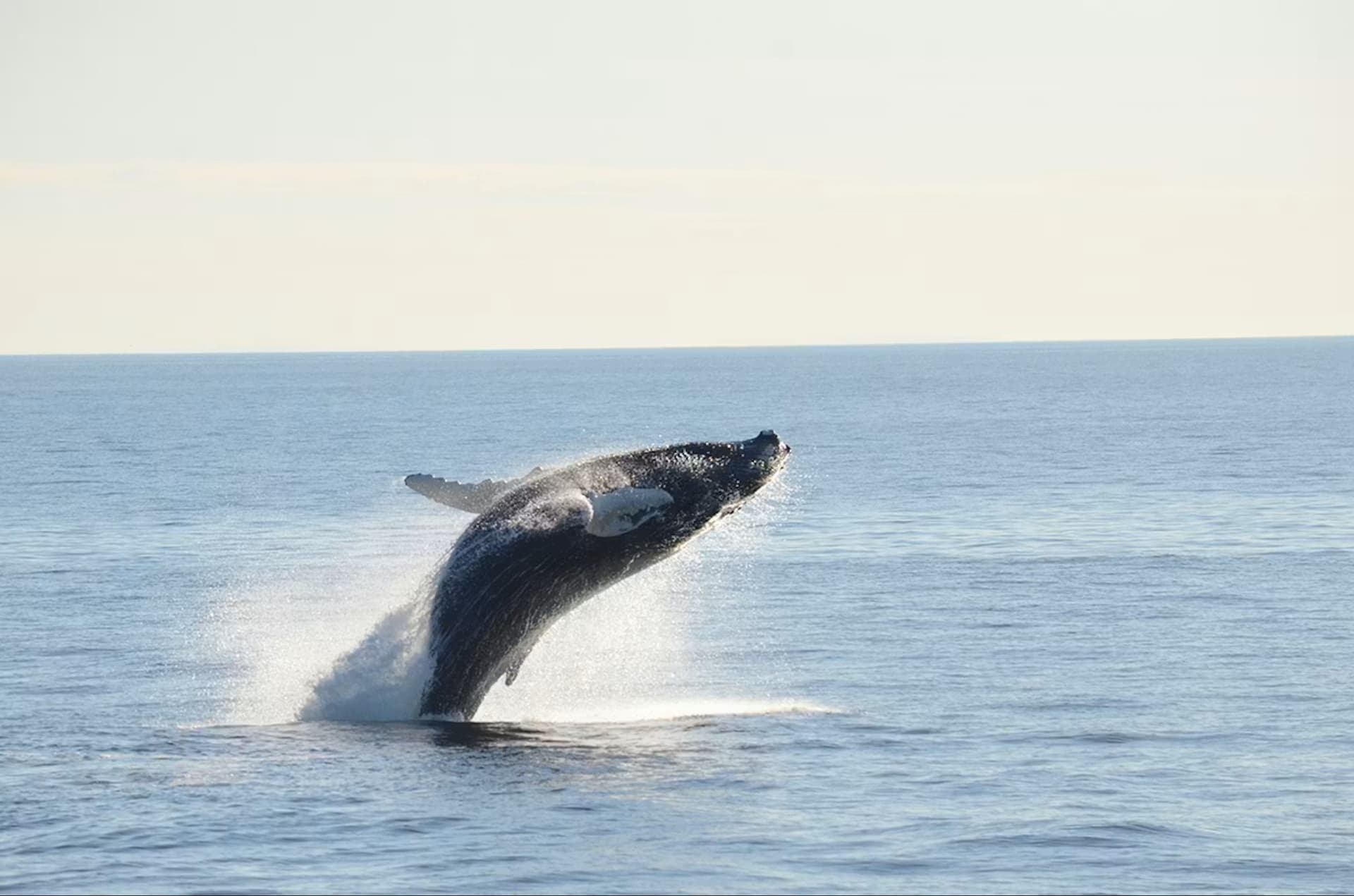 Boston Harbor Whale Watch Cruise - تصویر 8