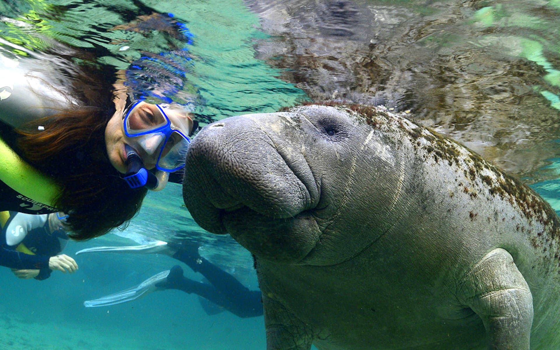Florida Nature Coast Tour: Crystal River with Manatees Snorkelling, Homosassa State Park - تصویر اصلی