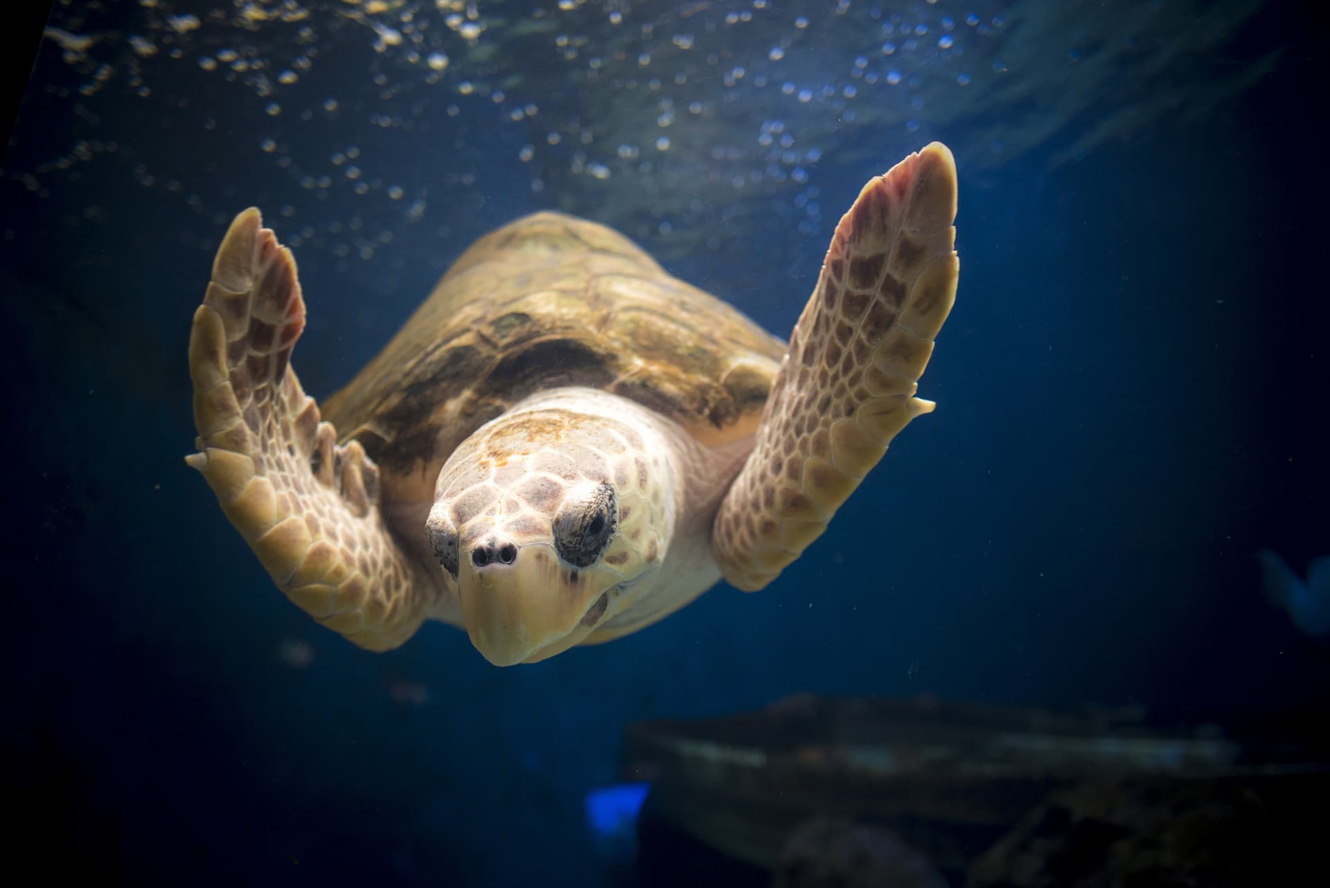 Go City San Diego Explorer Pass: Save up to 50% on Attractions - تصویر 27