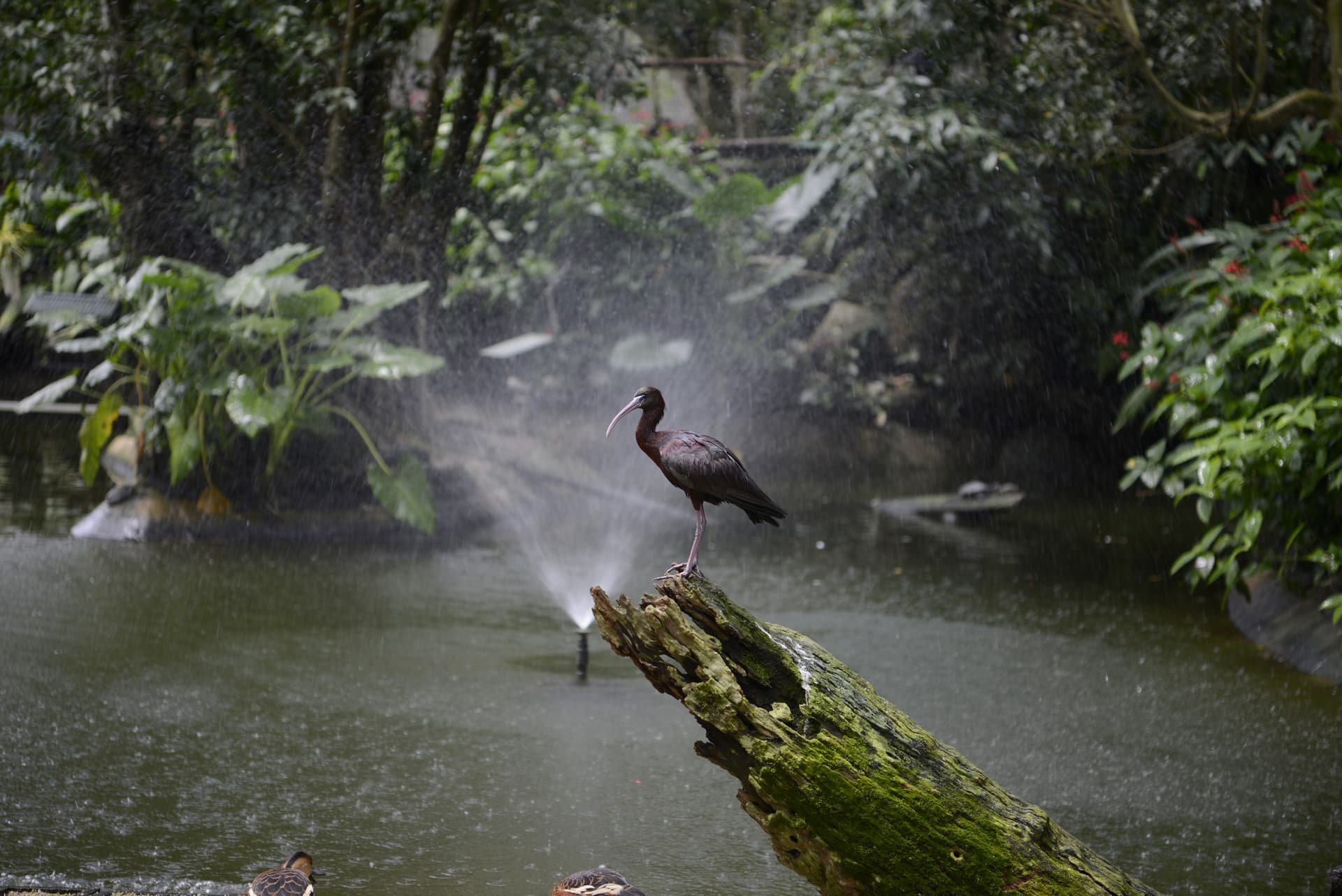 Birdworld Kuranda - تصویر 6