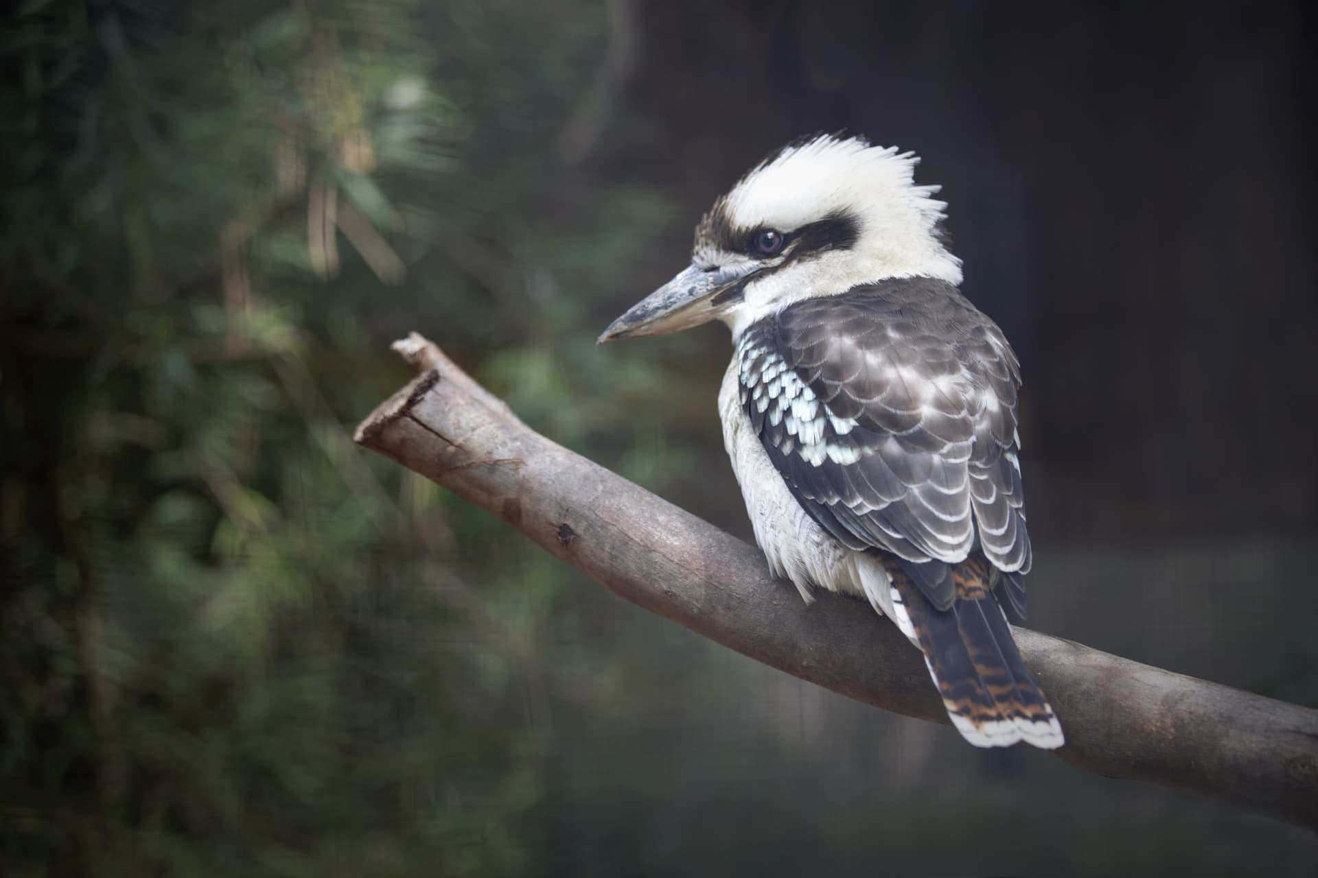 Moonlit Sanctuary Wildlife Conservation Park Ticket - تصویر 15