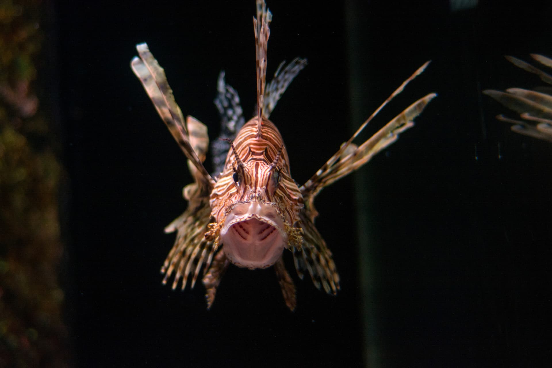 SEA LIFE Sunshine Coast Aquarium Direct Entry Ticket - تصویر 5
