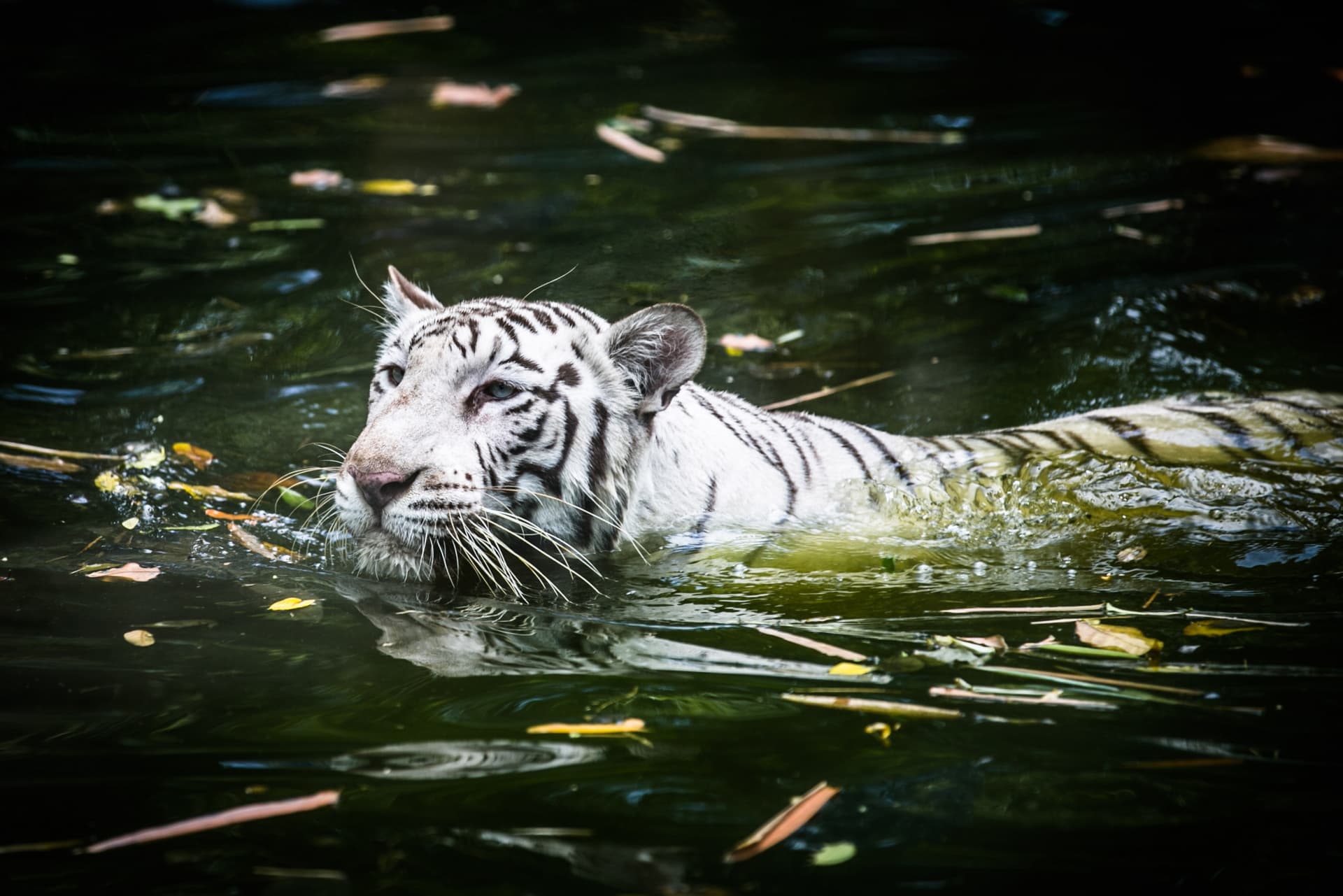 Zoo Negara Malaysia & Panda Conservation Centre Ticket - تصویر 8