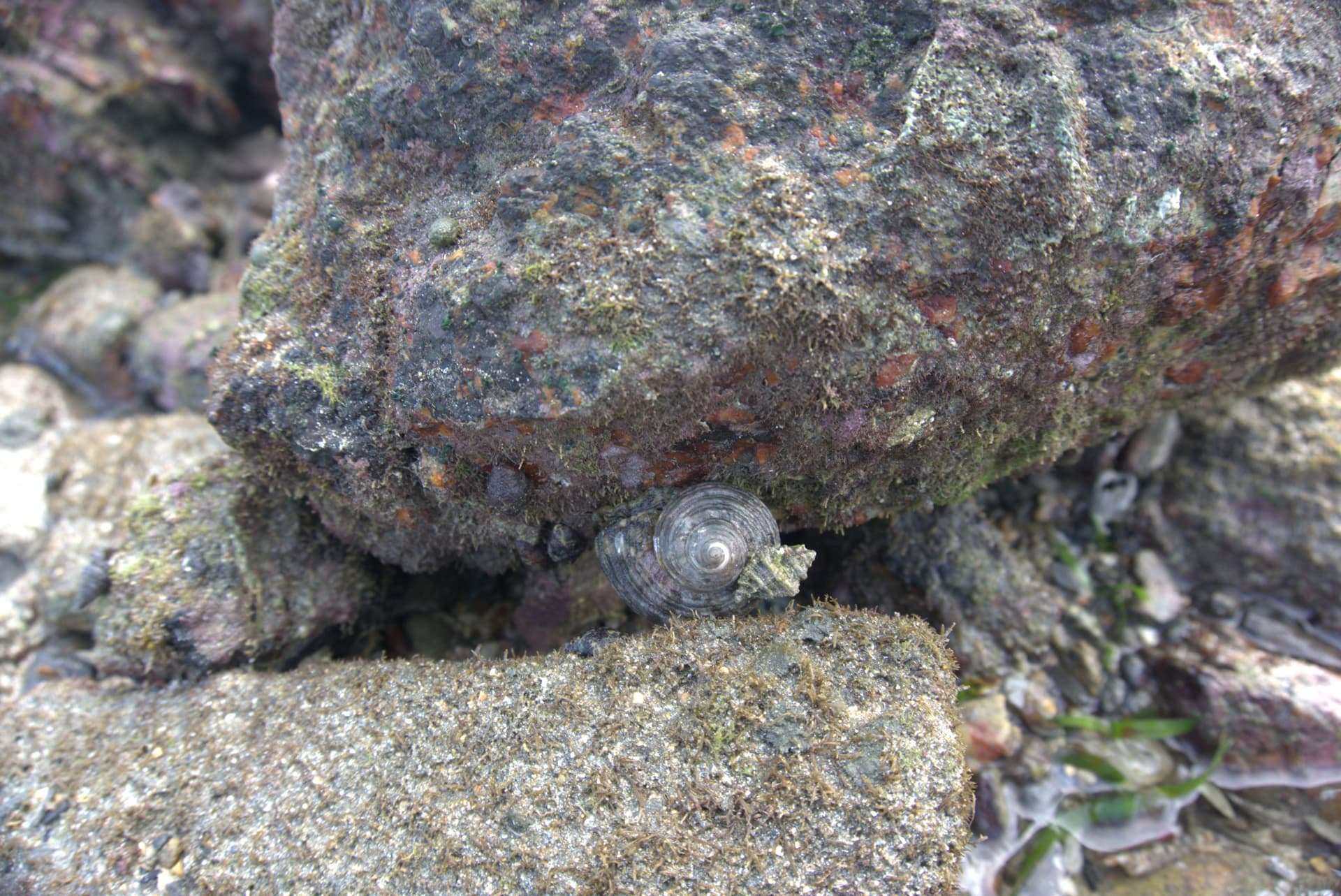 Desaru Beach and Tide Pool Walk - تصویر 29