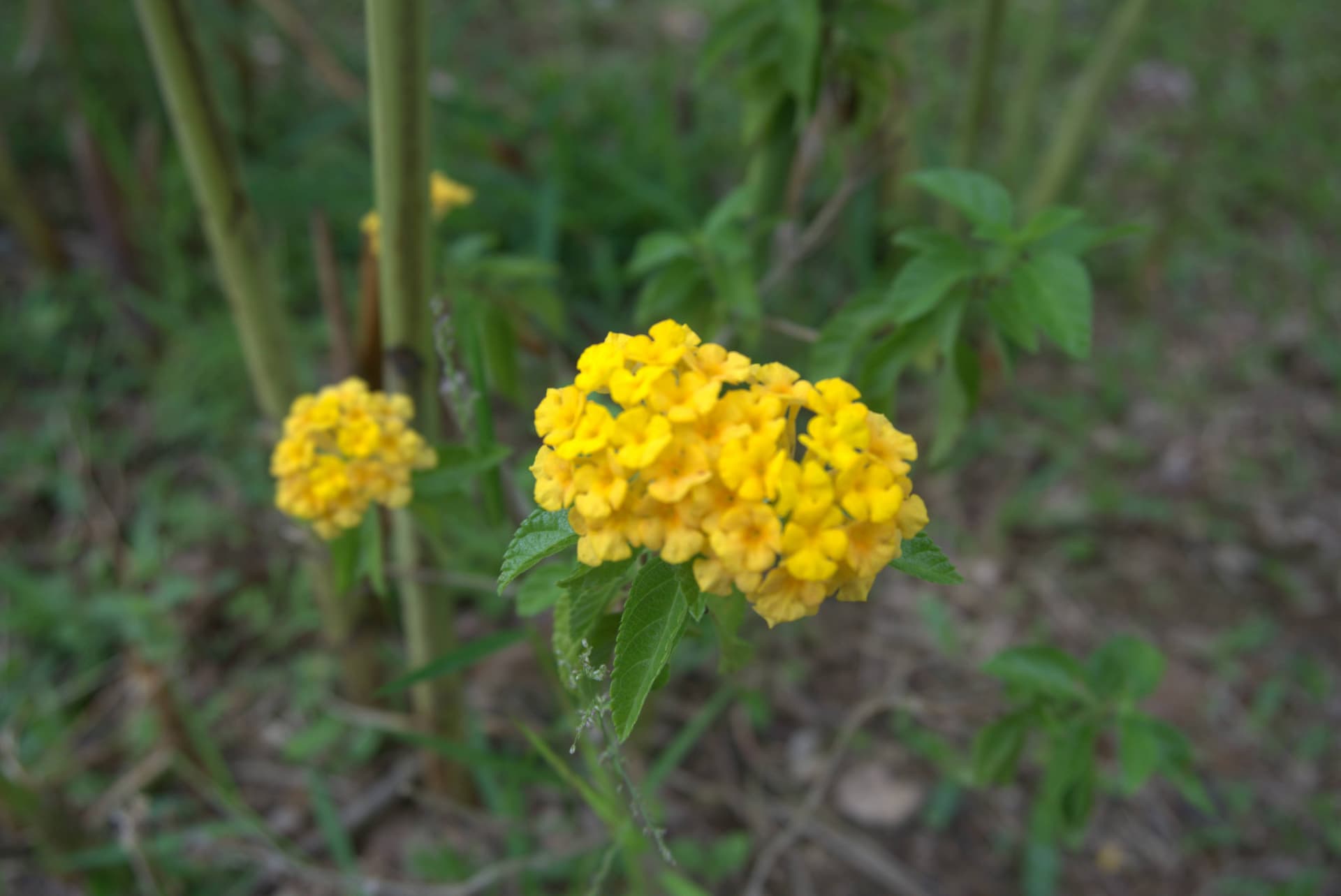 Desaru Riverside Garden Guided Walk - تصویر اصلی