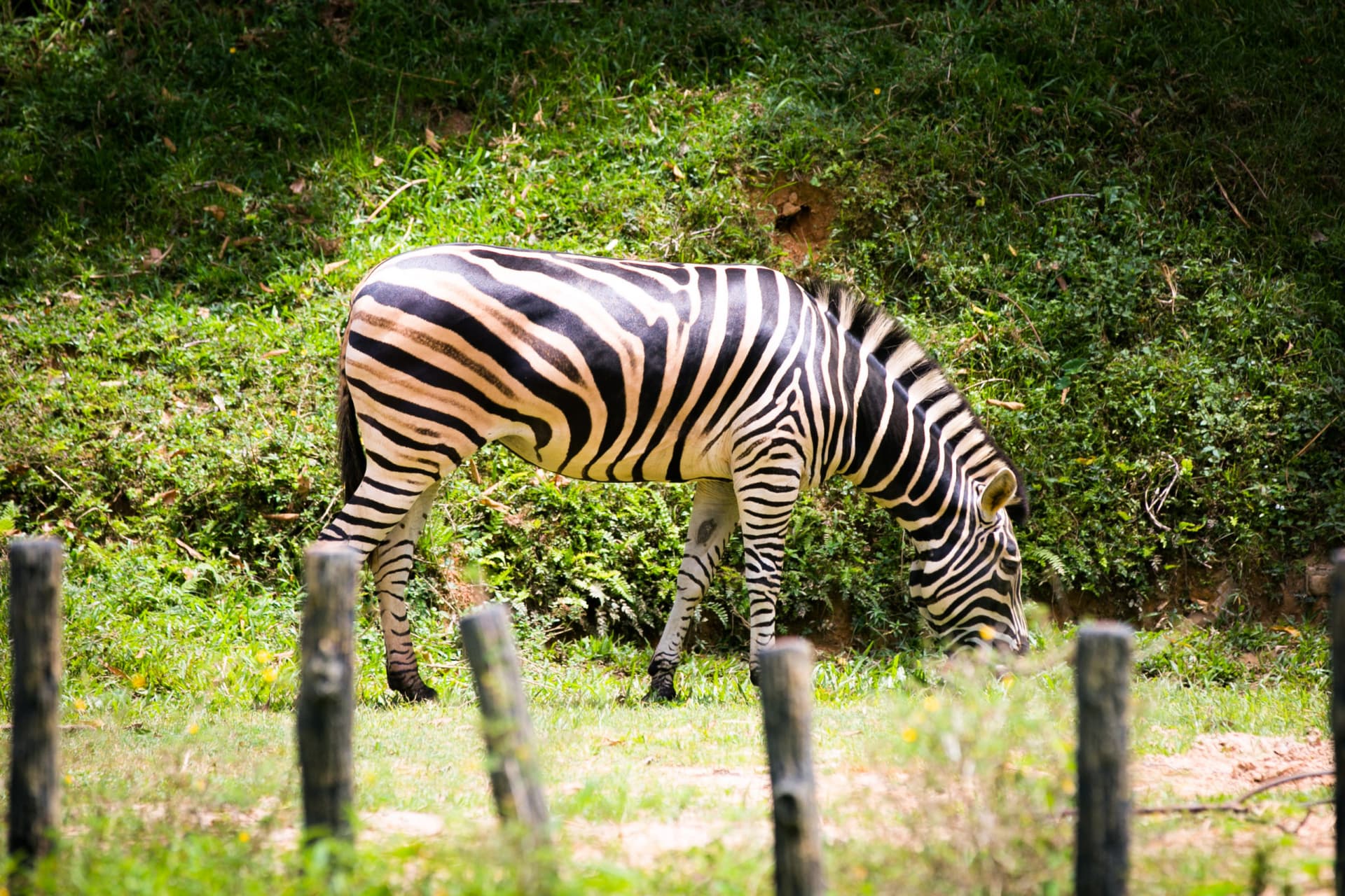 Zoo Negara Malaysia & Panda Conservation Centre Ticket - تصویر 16