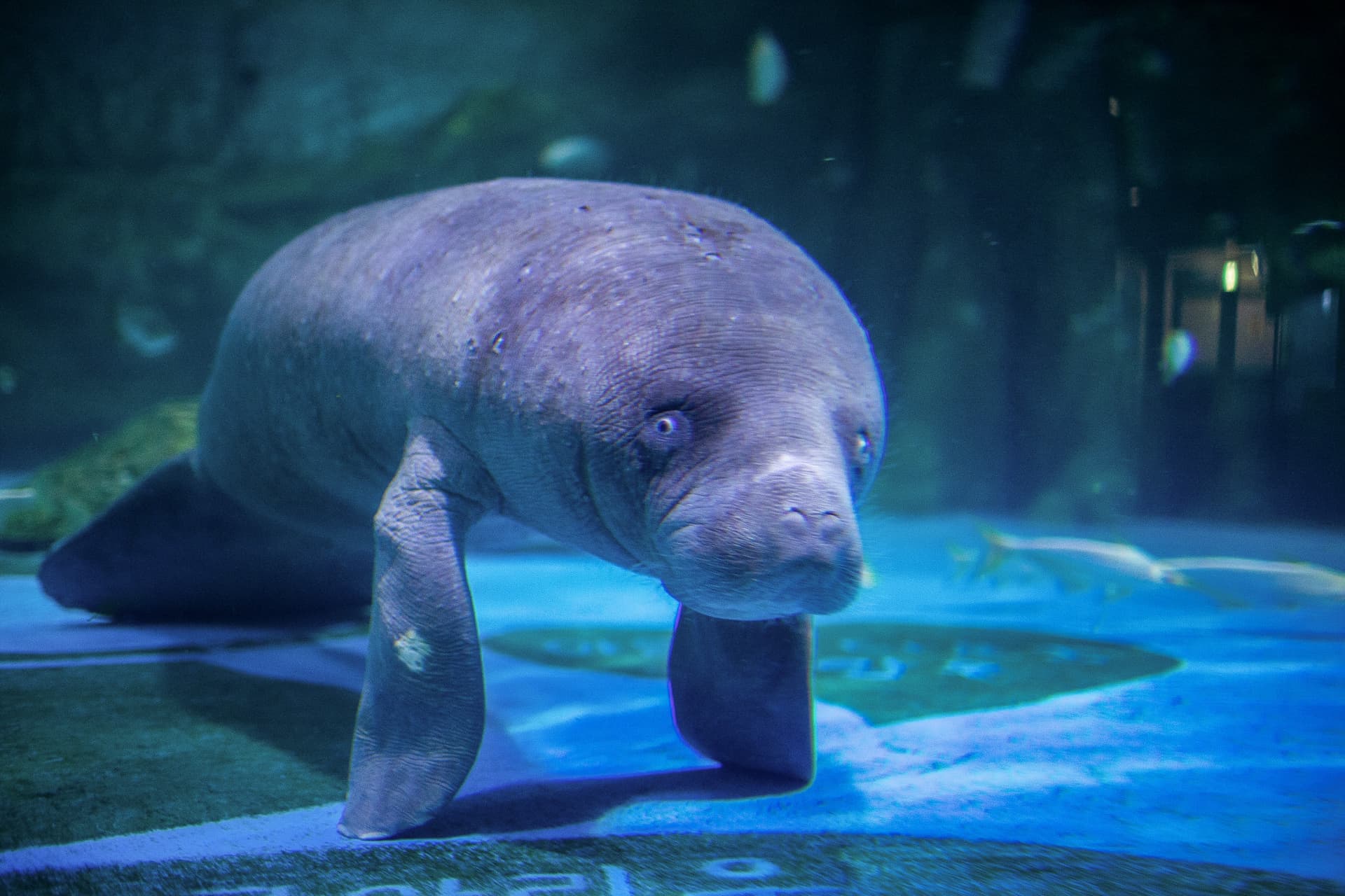 SEA LIFE COEX, Seoul Aquarium Ticket - تصویر 14