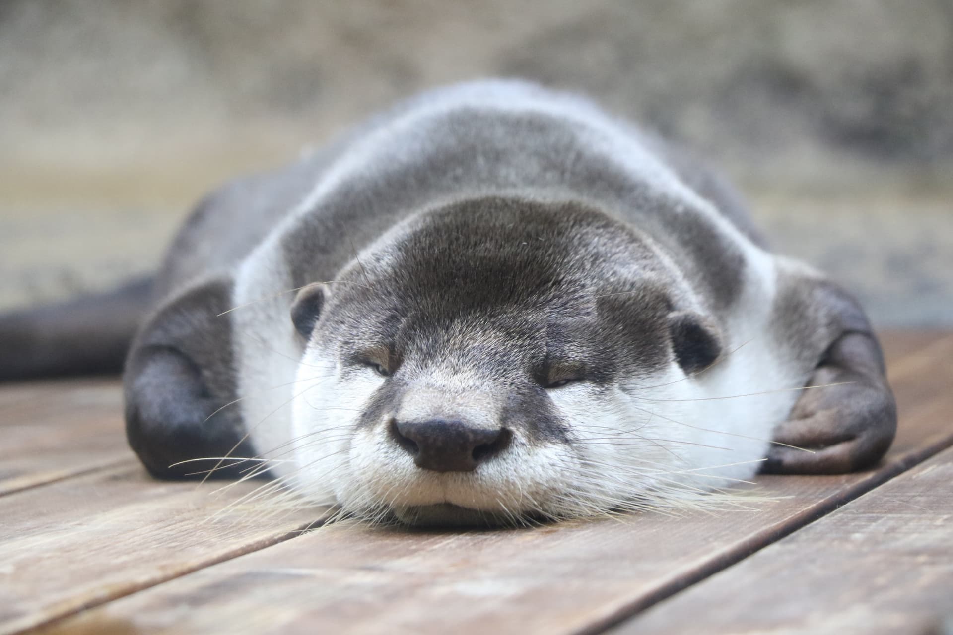 Sendai Umino-Mori Aquarium Ticket - تصویر 3