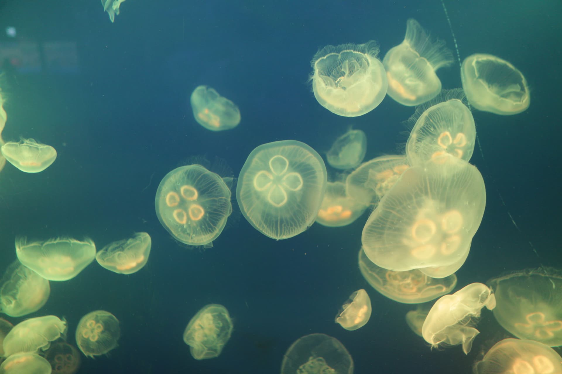 SEA LIFE COEX, Seoul Aquarium Ticket - تصویر 8