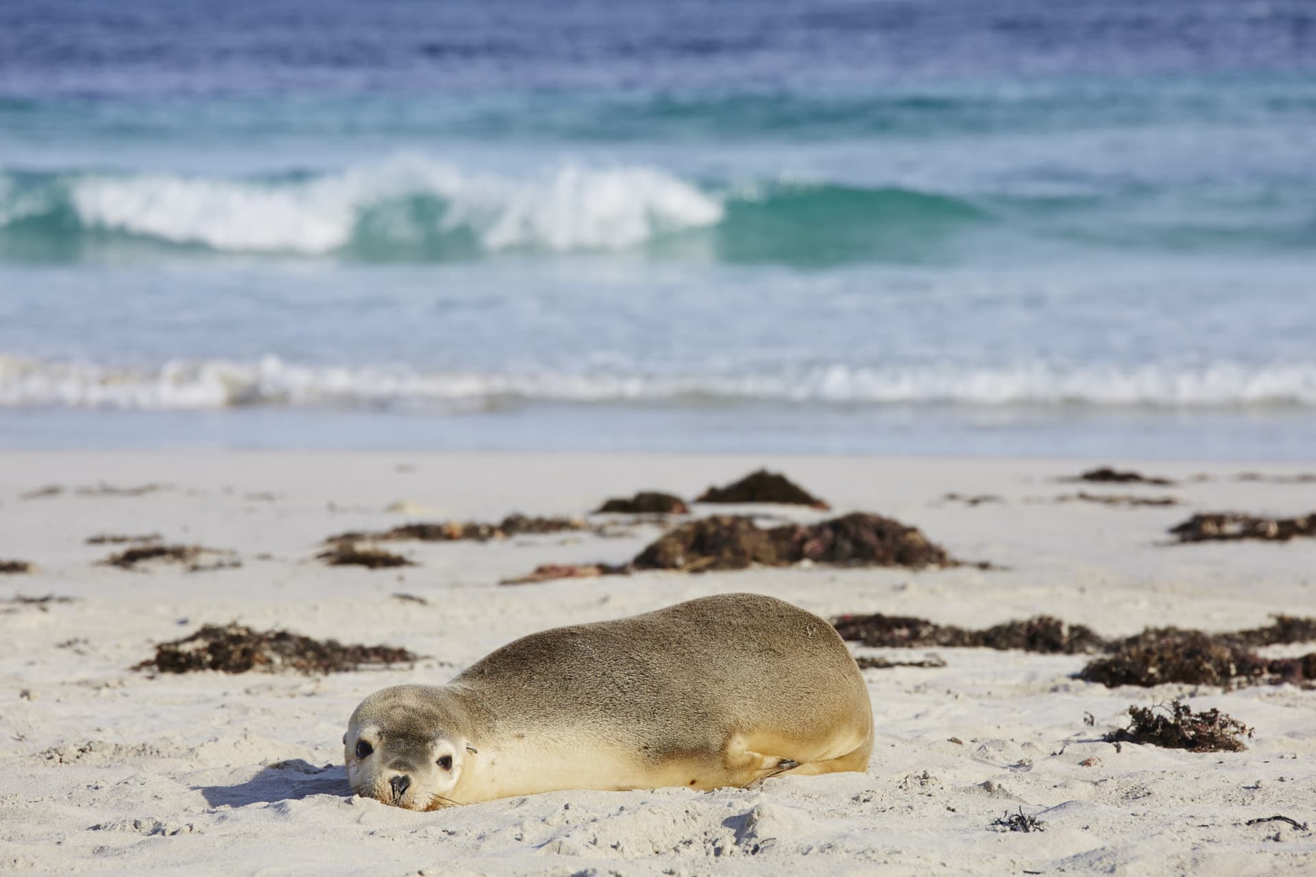Kangaroo Island Tour from Adelaide - تصویر 5