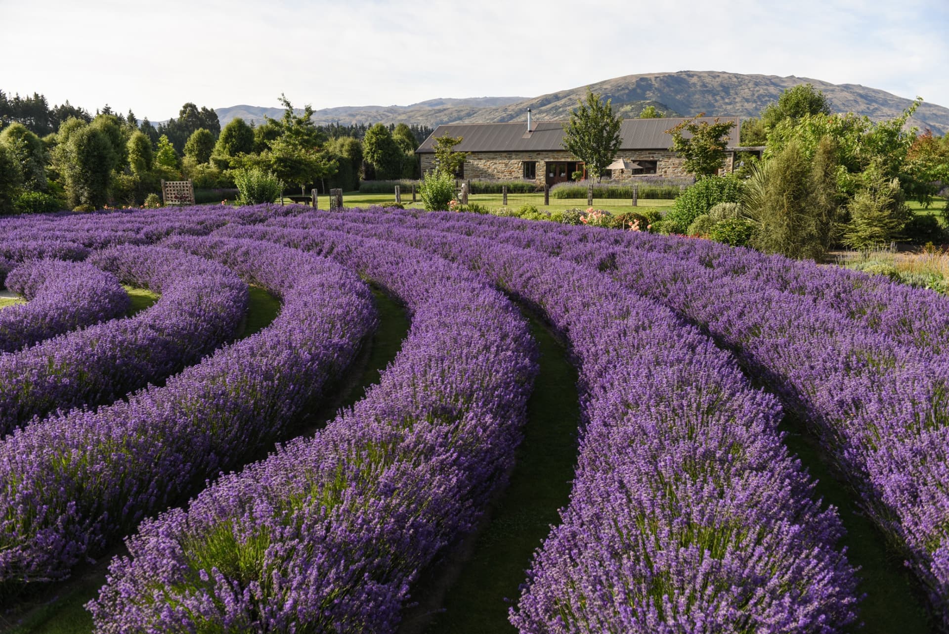 Wanaka Lavender Farm Ticket - تصویر 2