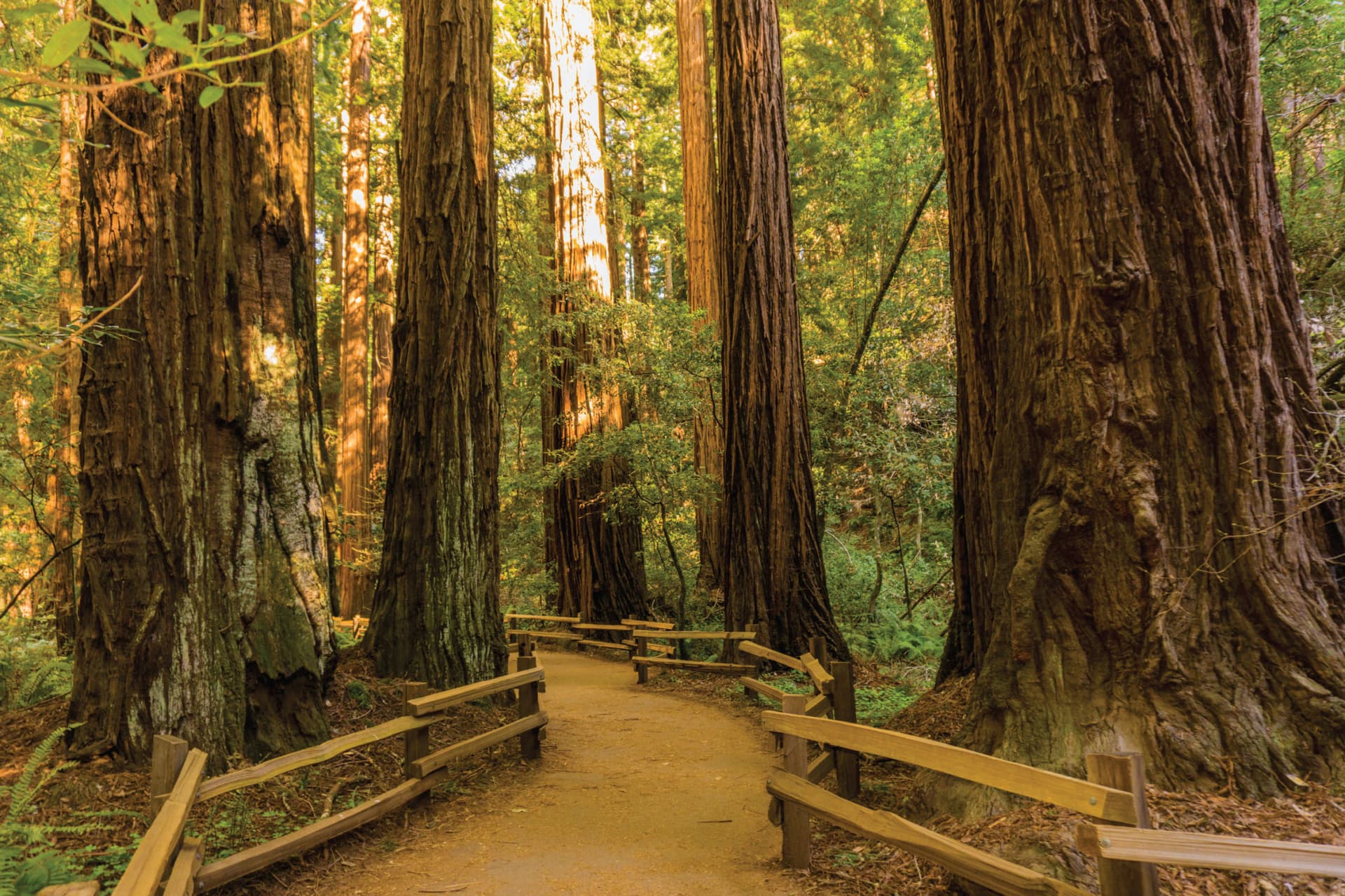 Muir Woods & Sausalito Half-Day Tour - تصویر 5
