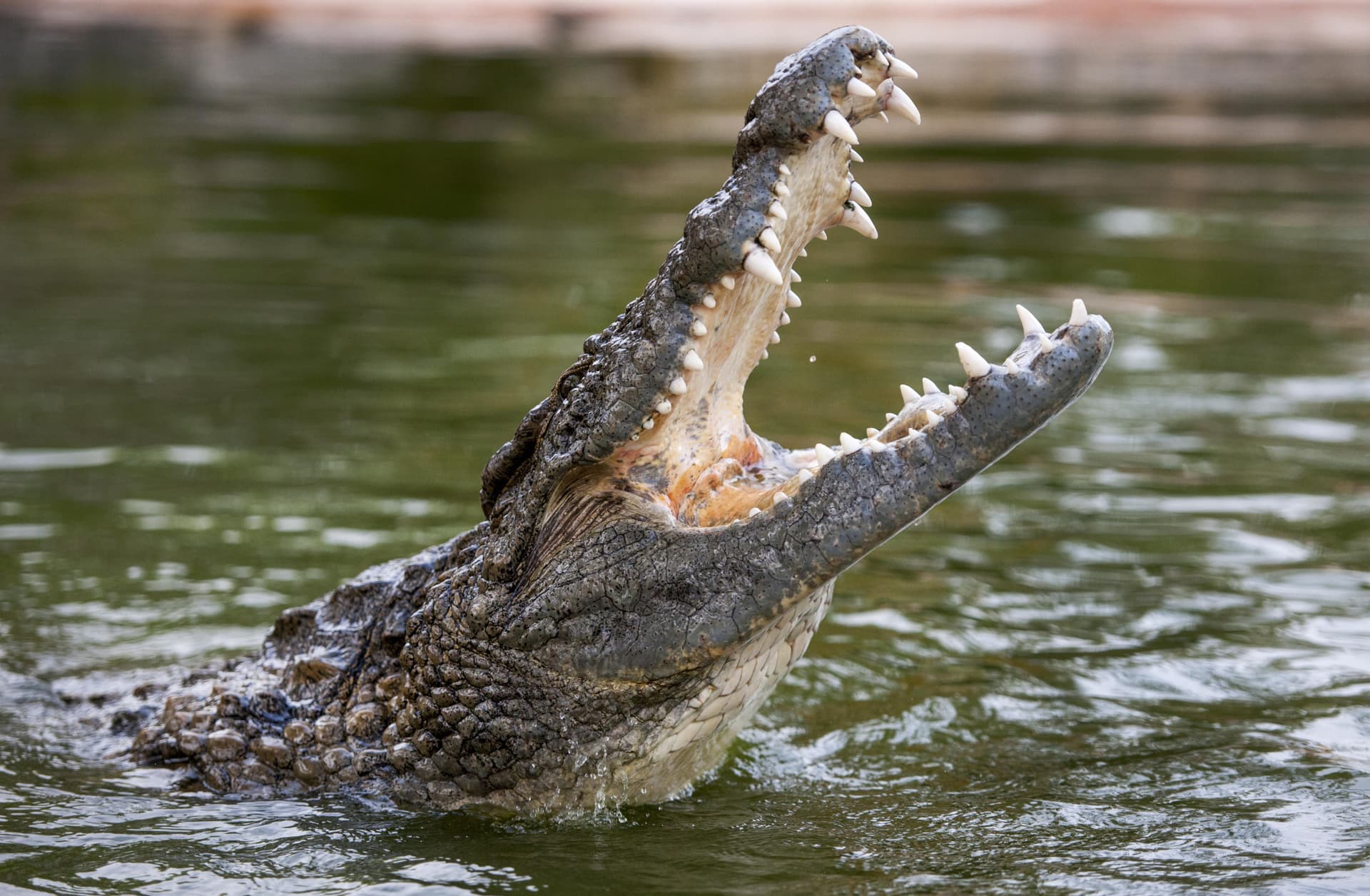 COMBO: Dubai Dolphinarium + Dubai Crocodile Park Tickets - تصویر 4