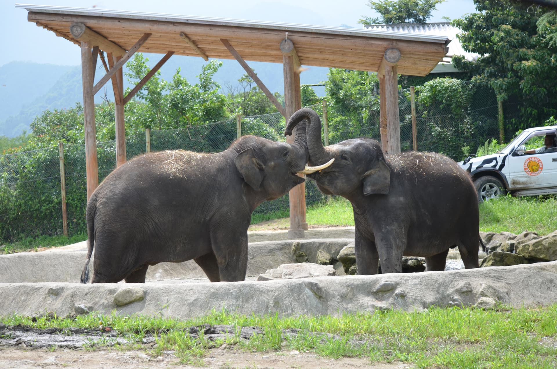 Gunma Safari Park Ticket - تصویر 2