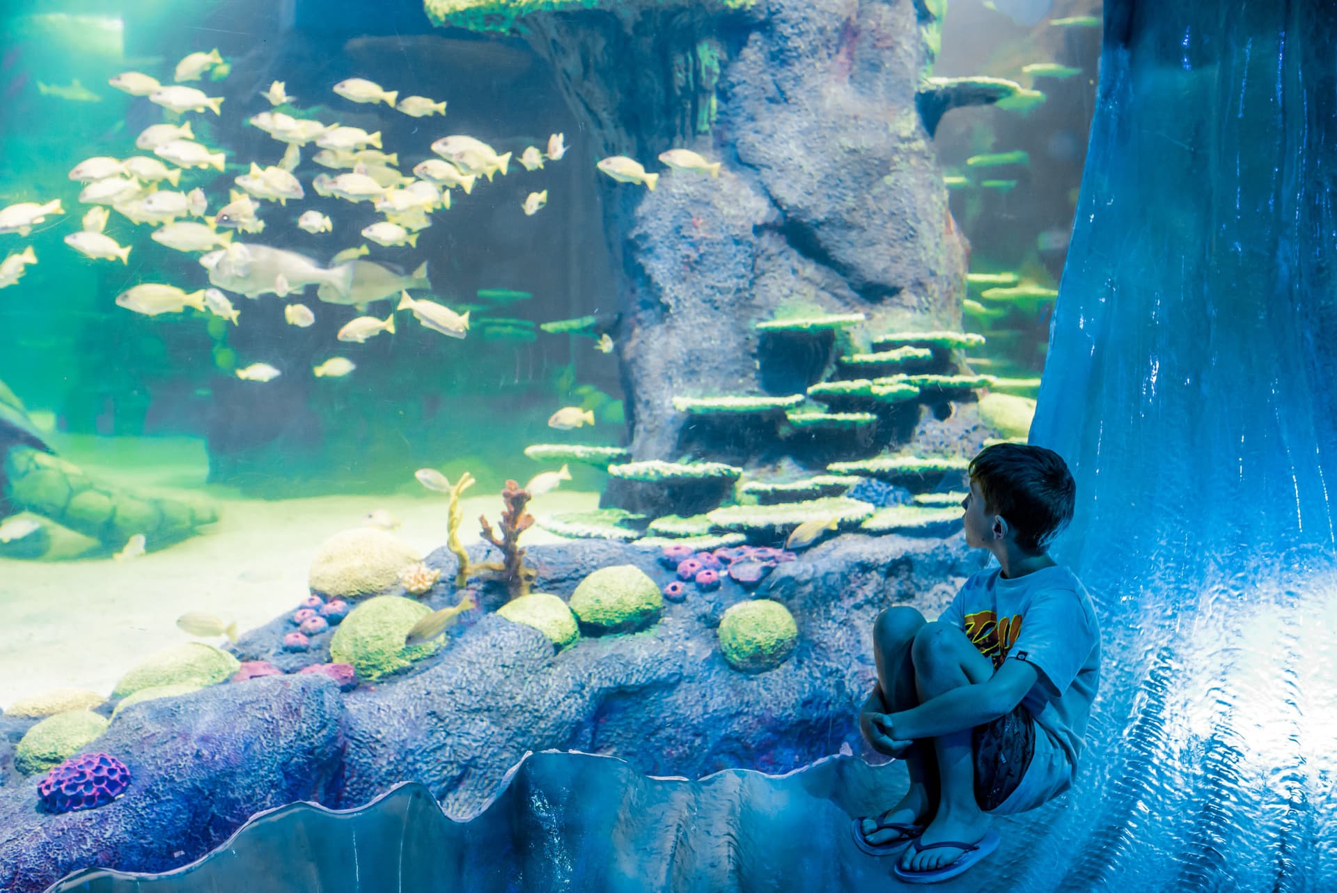 SEA LIFE Sydney Aquarium Direct Entry Ticket - تصویر اصلی