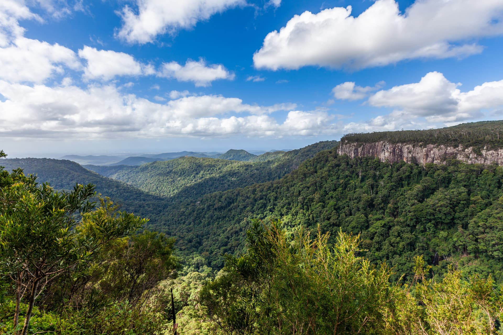Springbrook National Park Tour: Natural Bridge and Waterfalls - تصویر 5