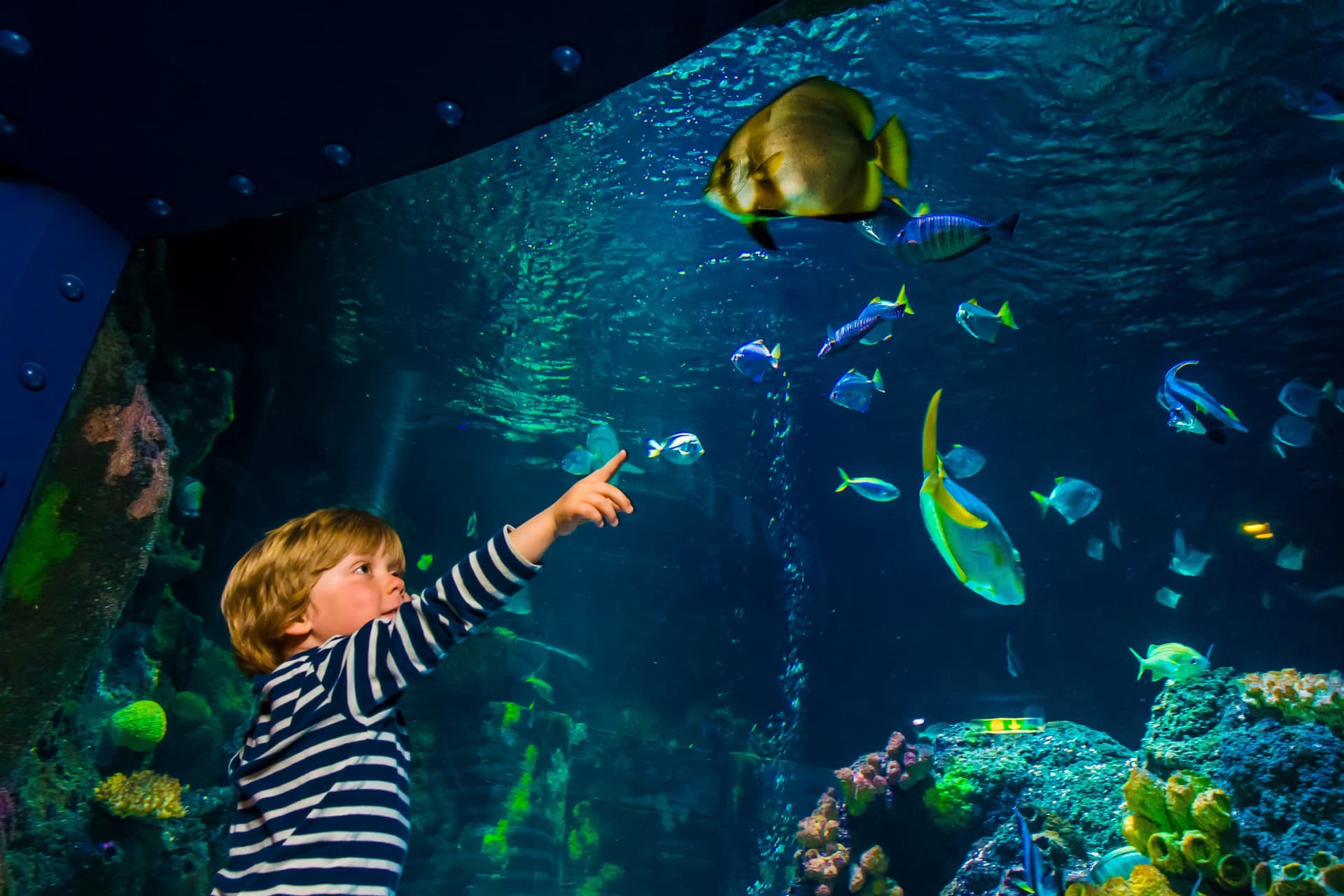 SEA LIFE Konstanz Aquarium Ticket - تصویر 5