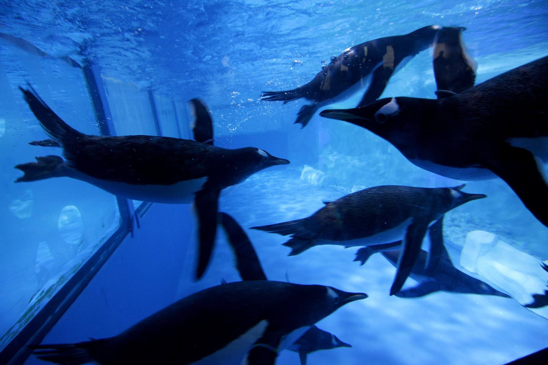 COMBO: SEA LIFE Bangkok Ocean World + Madame Tussauds Bangkok Tickets - تصویر 5