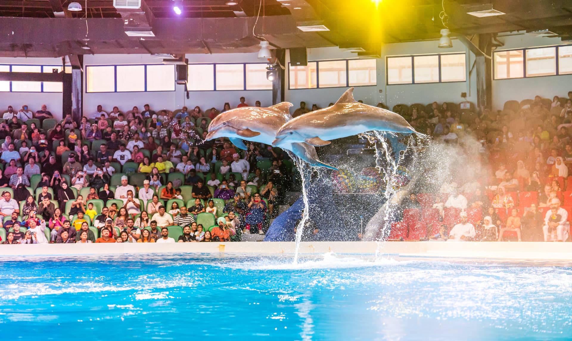 Dubai Dolphinarium Ticket - تصویر اصلی