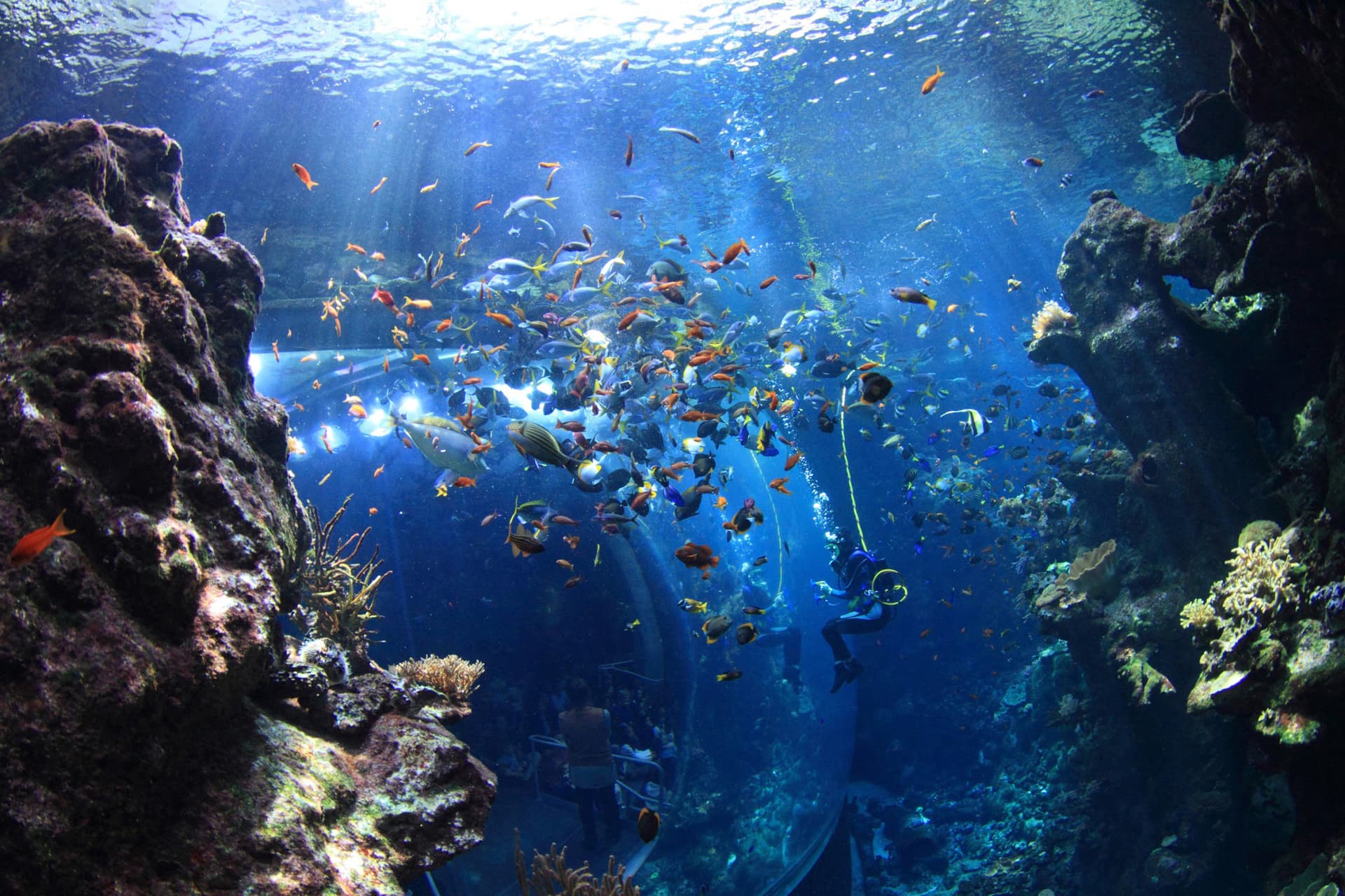 Go City San Francisco All-Inclusive Pass: Save up to 50% on Attractions - تصویر 5
