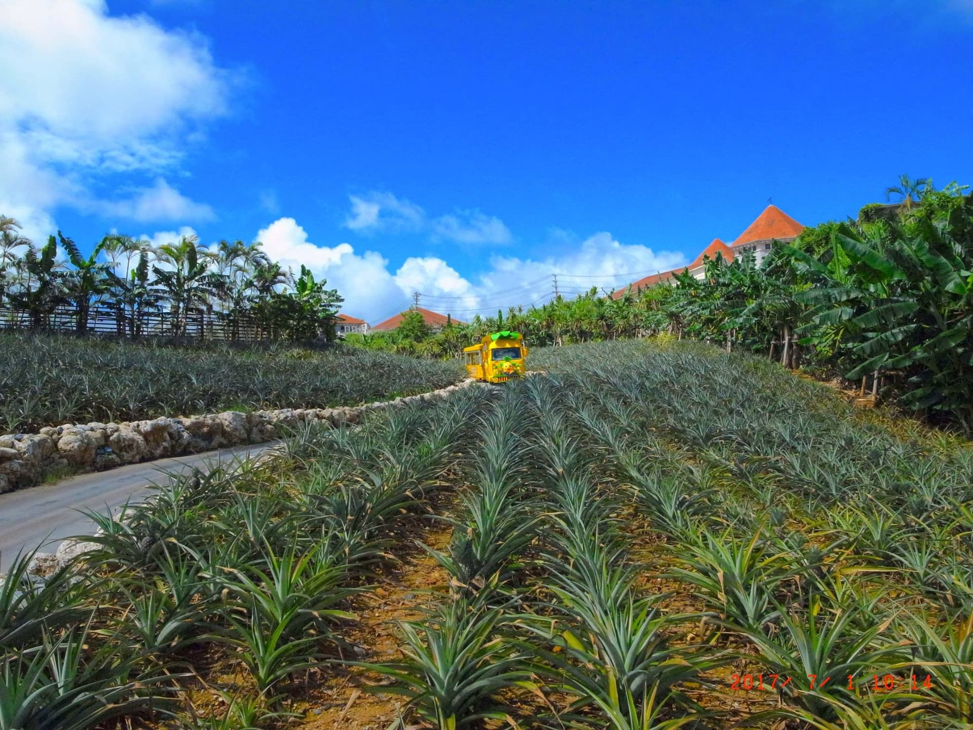 Okinawa Nago Pineapple Park - تصویر 4
