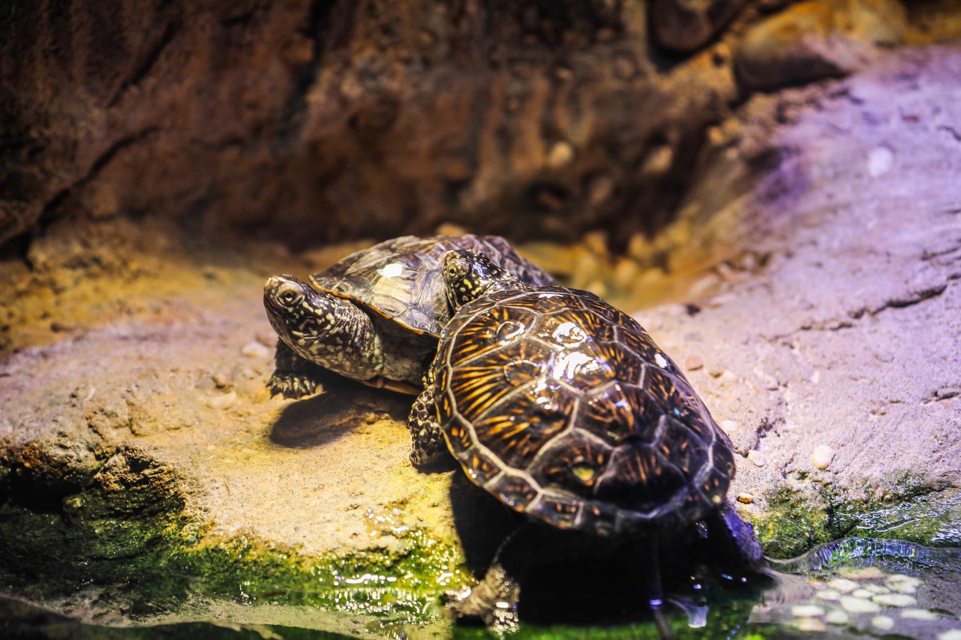SEA LIFE Hannover Aquarium Ticket - تصویر 10