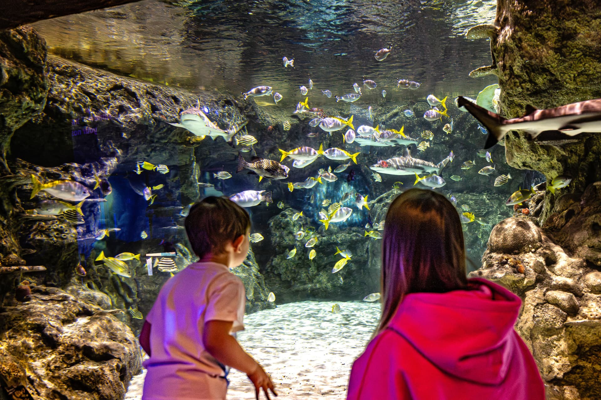 SEA LIFE Brighton Ticket - تصویر 5