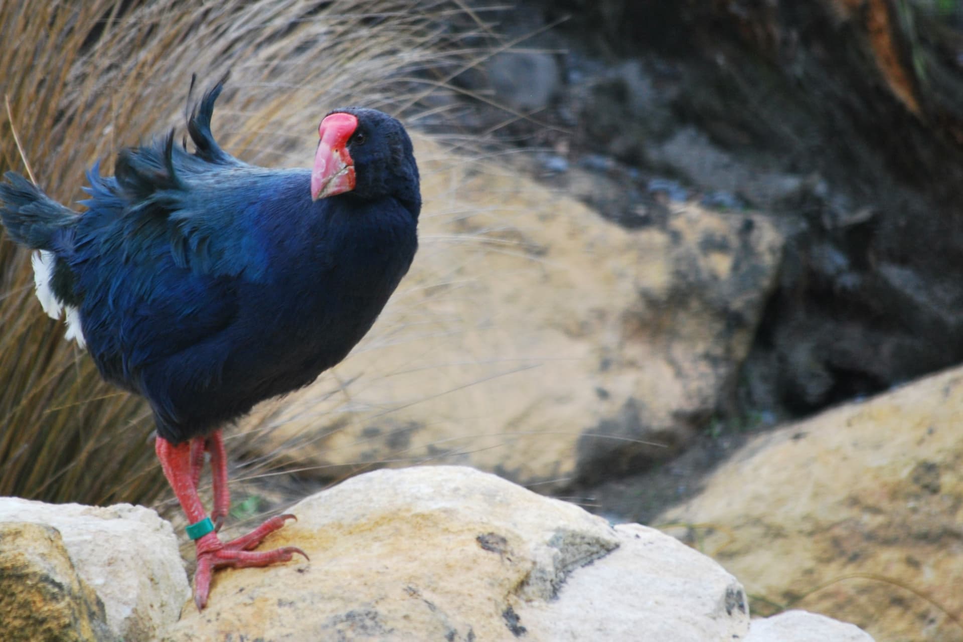 Willowbank Wildlife Reserve Ticket - تصویر 7