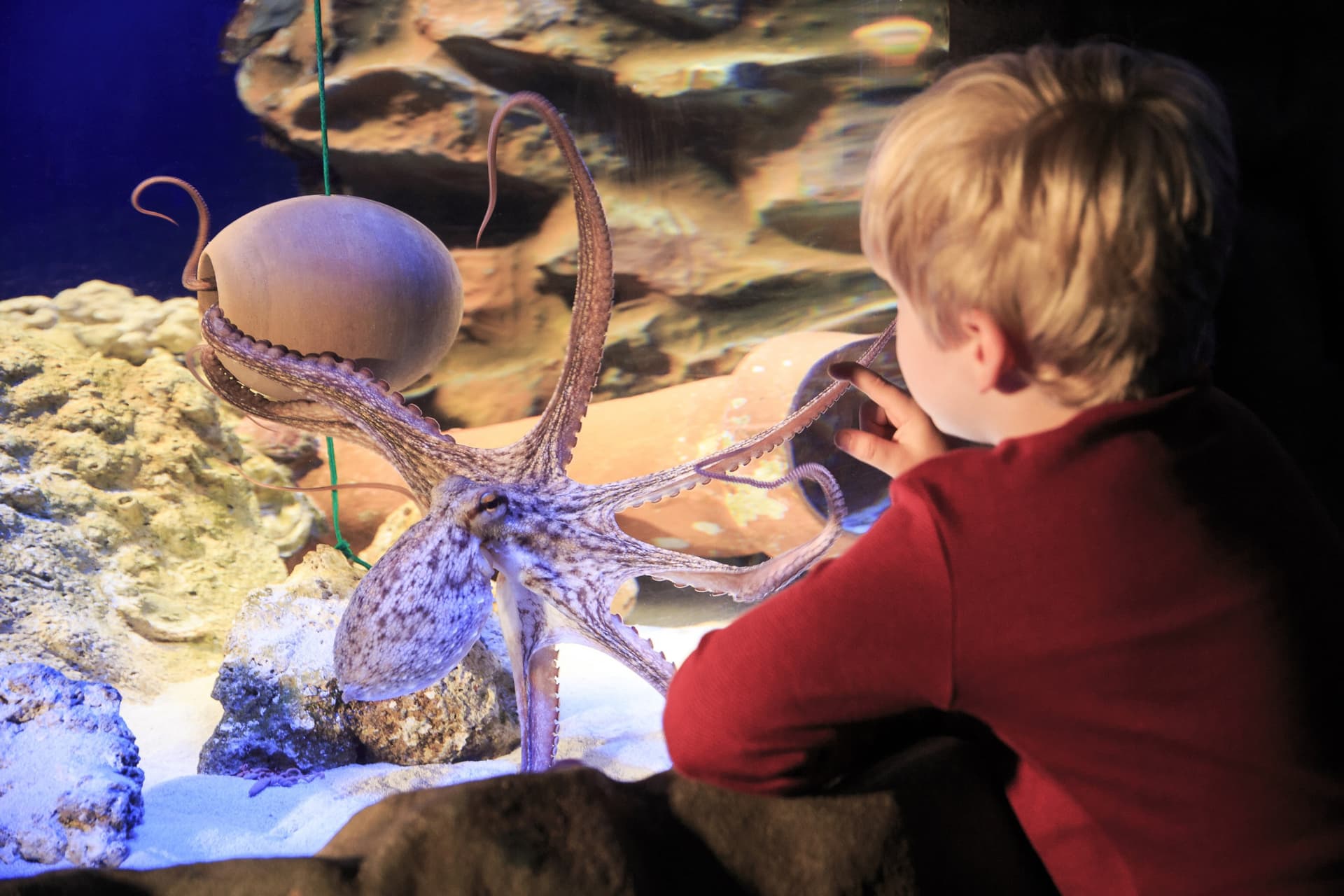 SEA LIFE Hannover Aquarium Ticket - تصویر 9