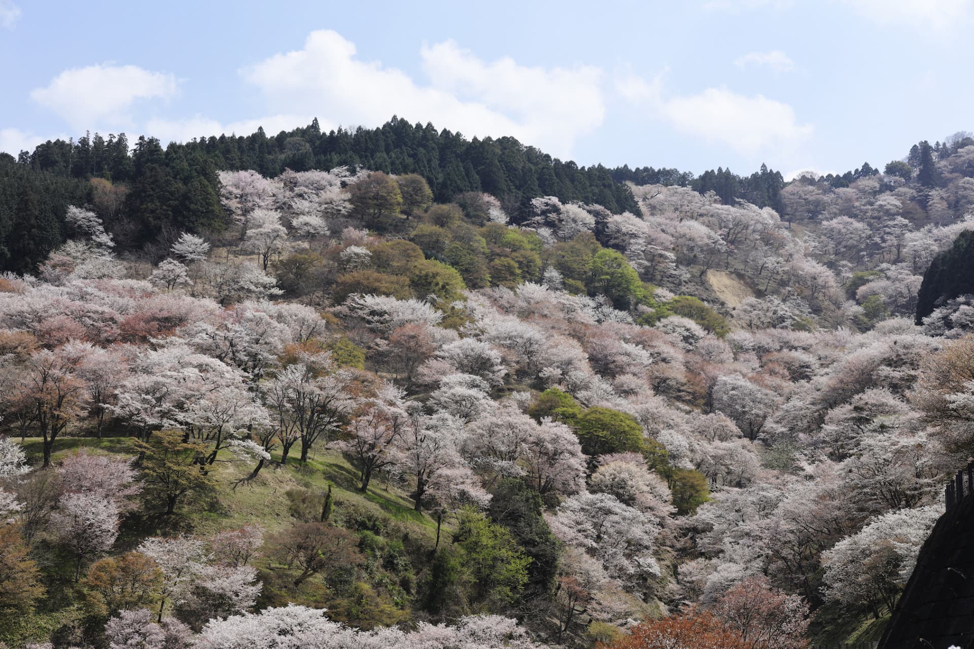 Kintetsu Rail Pass - Train & Bus Pass in Osaka, Nara, Kyoto, Mie (Ise Shima), Nagoya - تصویر 8
