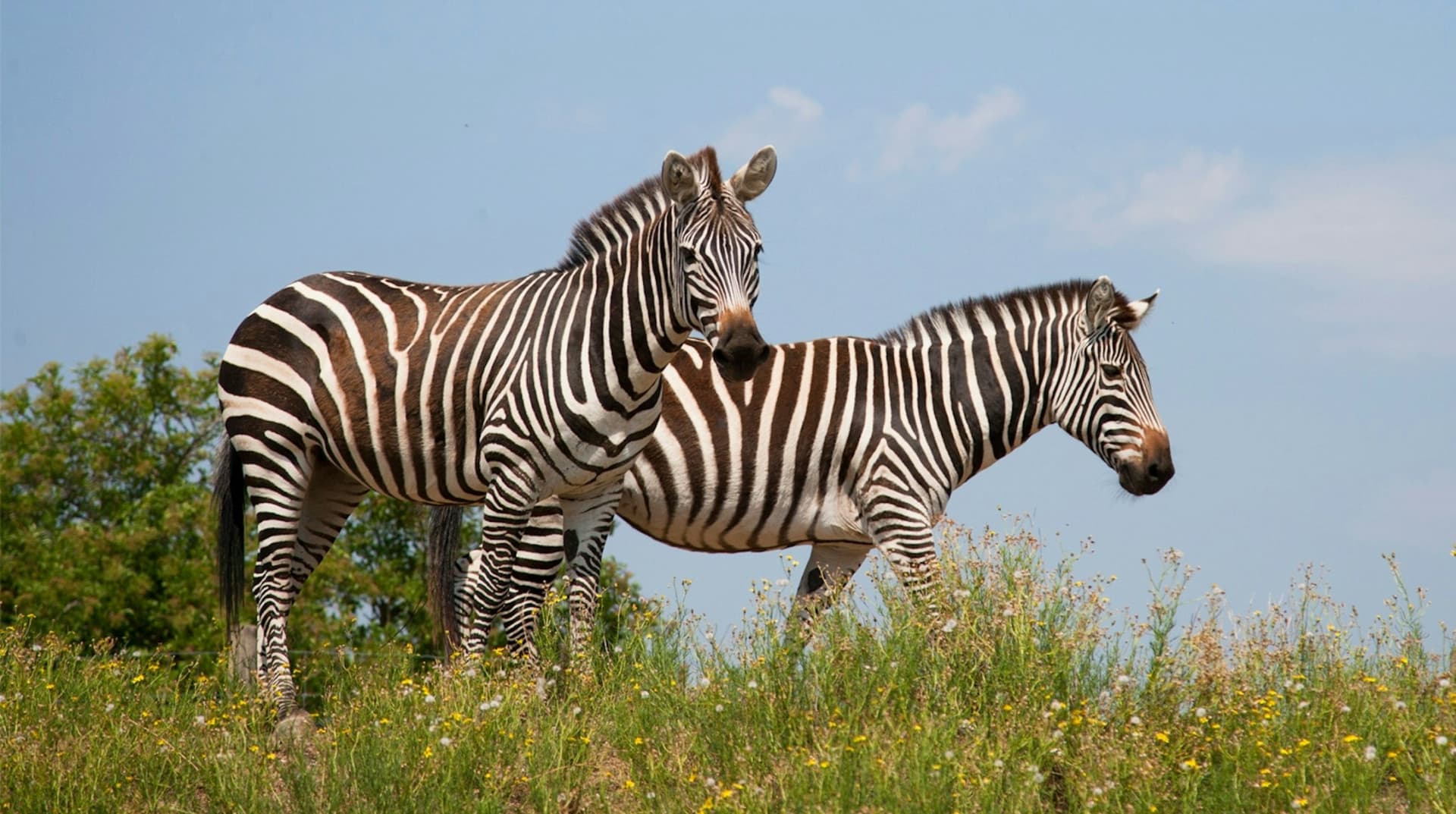 Safari de Peaugres: Entry Ticket - تصویر 3