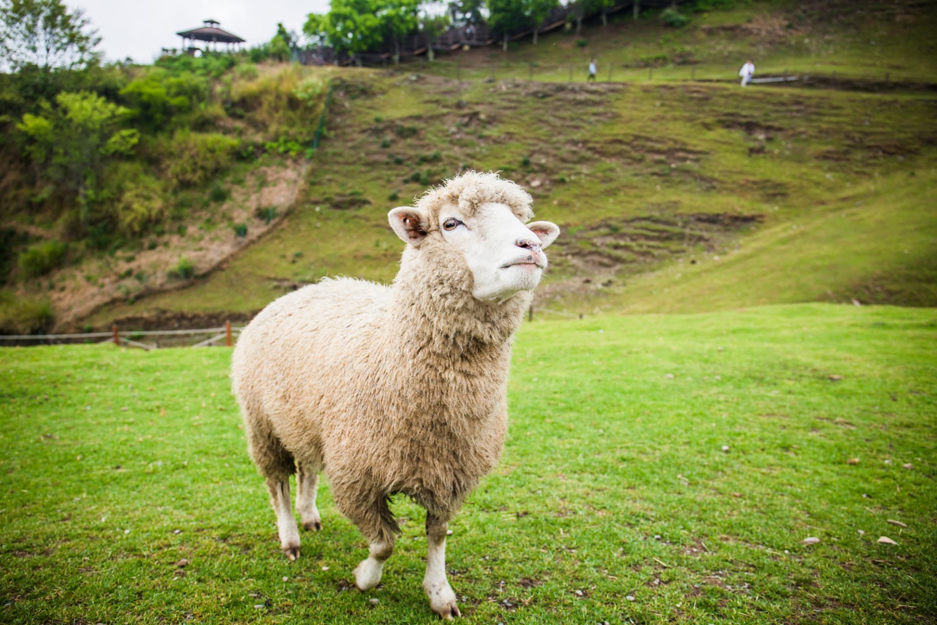 Qingjing Farm Green Green Grassland - تصویر اصلی