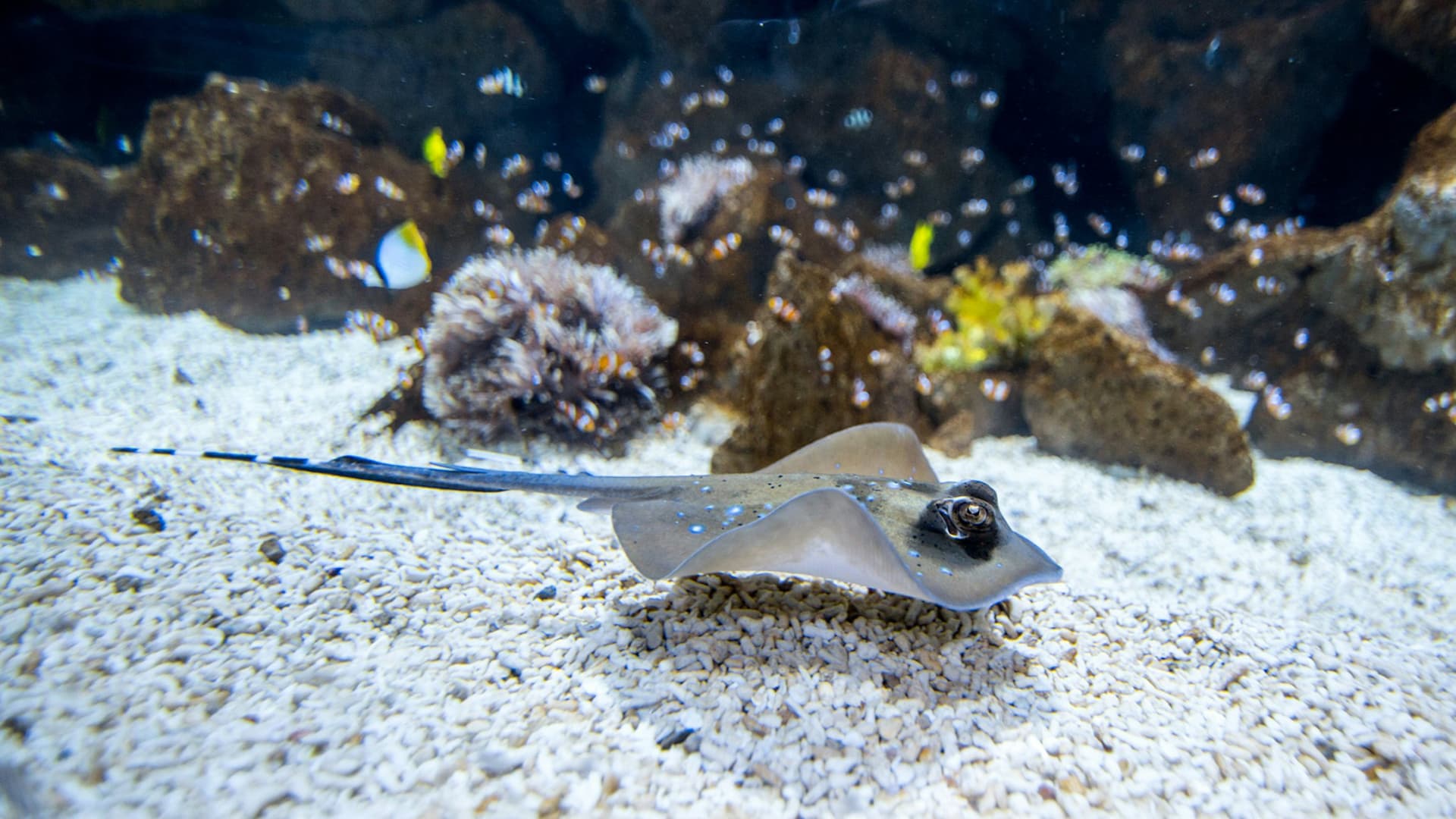 Poema del Mar - Aquarium Gran Canaria: Skip The Line Ticket - تصویر 4