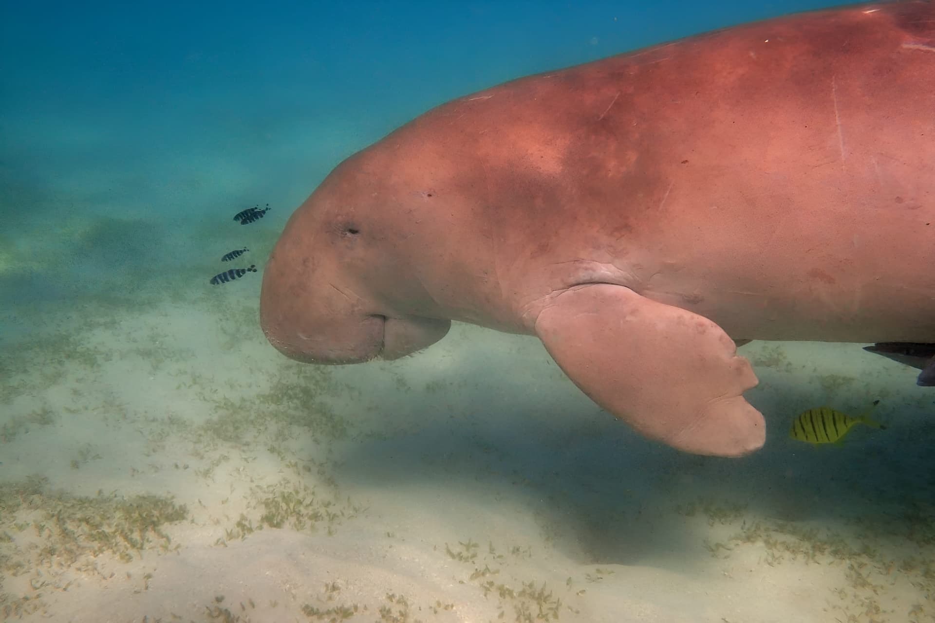 Miami: Snorkeling Adventure off a Secluded Island from South Beach - تصویر 5